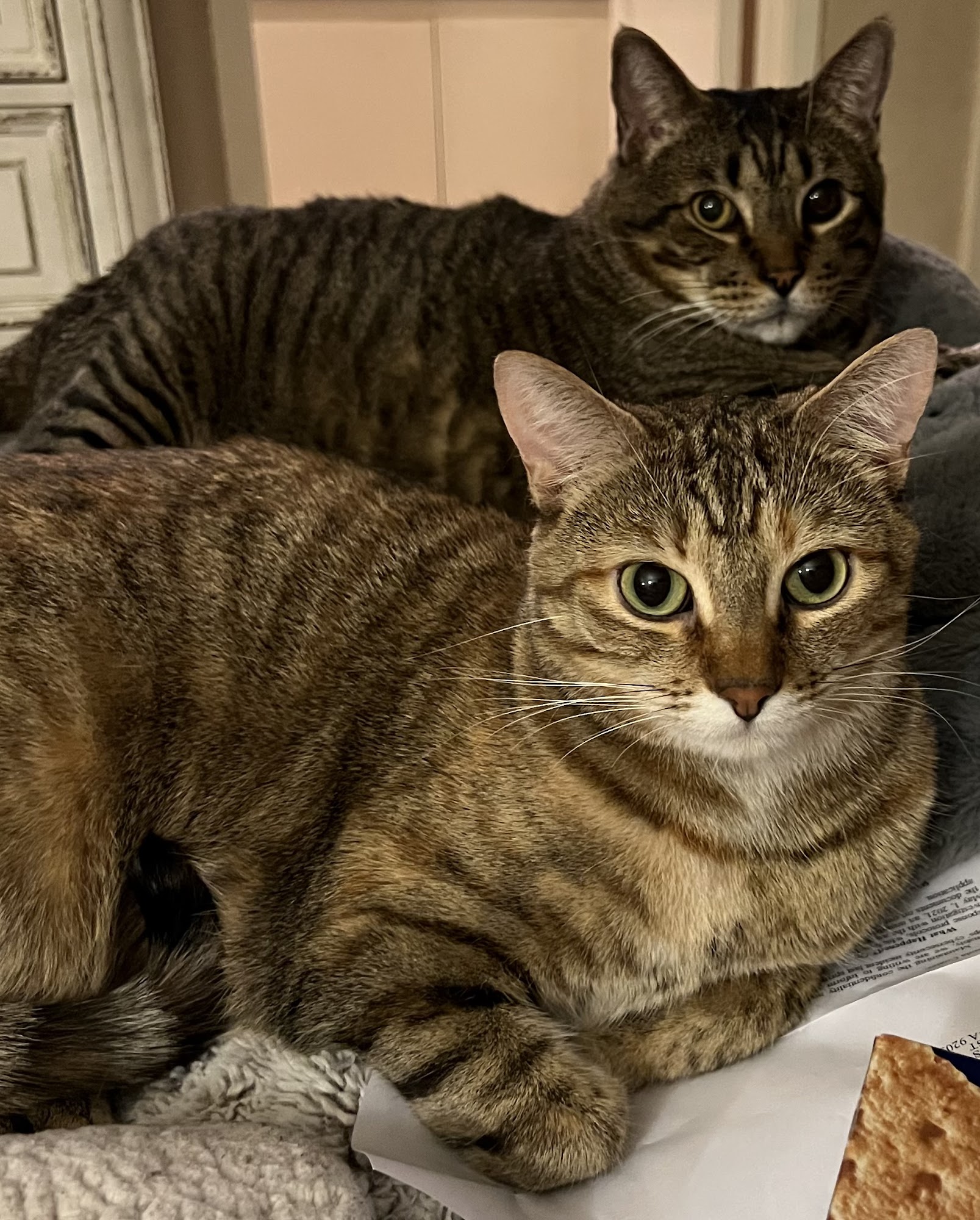 Pacific Animal Hospital, A Thrive Pet Healthcare Partner Oceanside