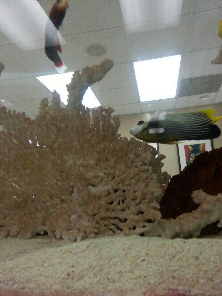 Surfside Animal Hospital Oceanside