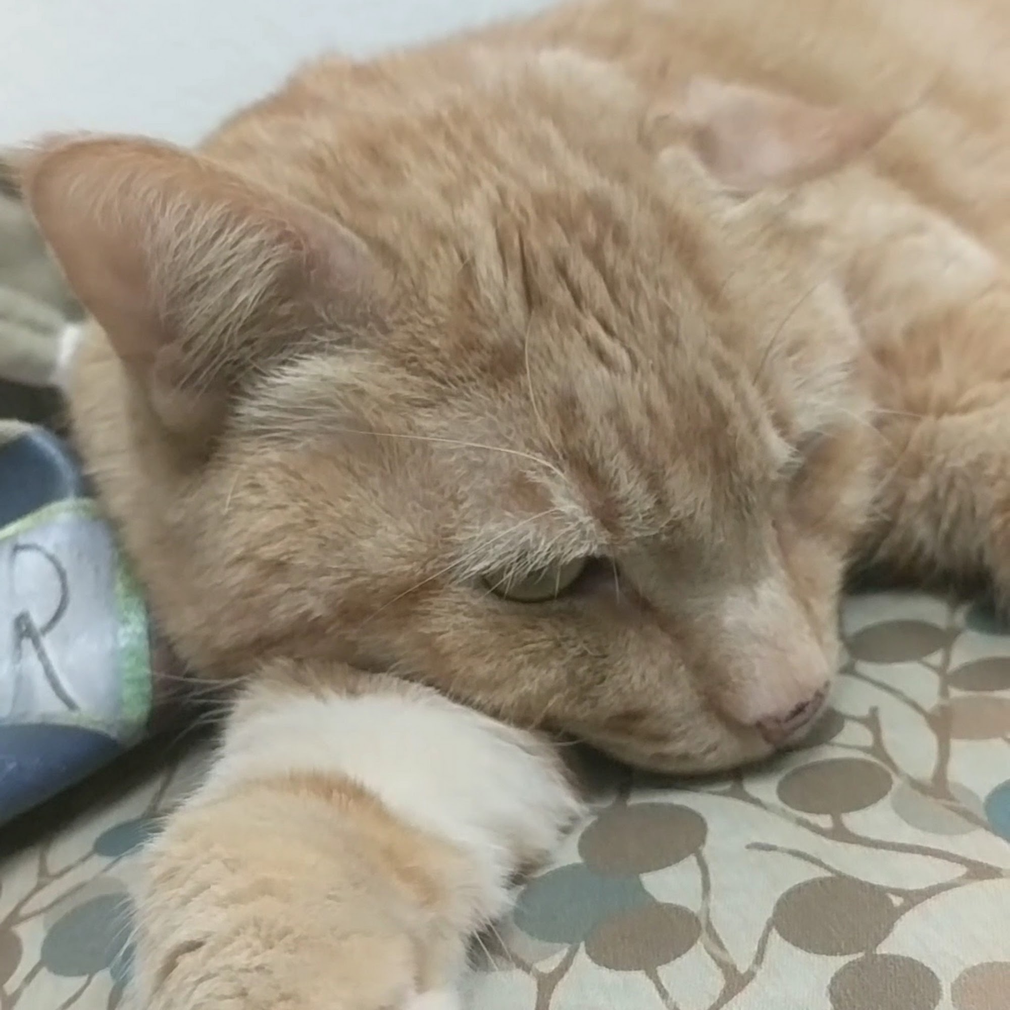 Surfside Animal Hospital Oceanside