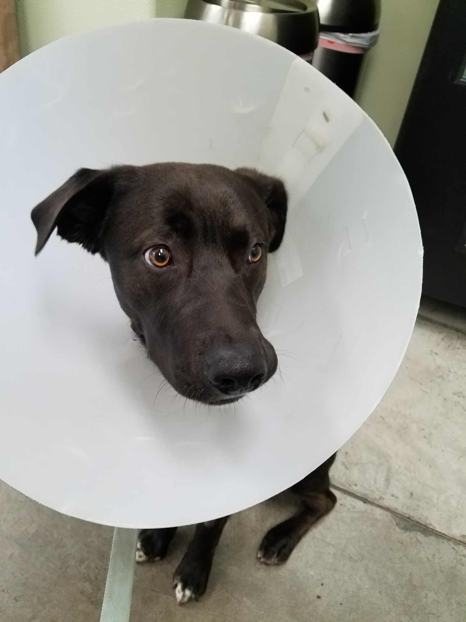 Rancho Del Oro Veterinary Hospital Oceanside