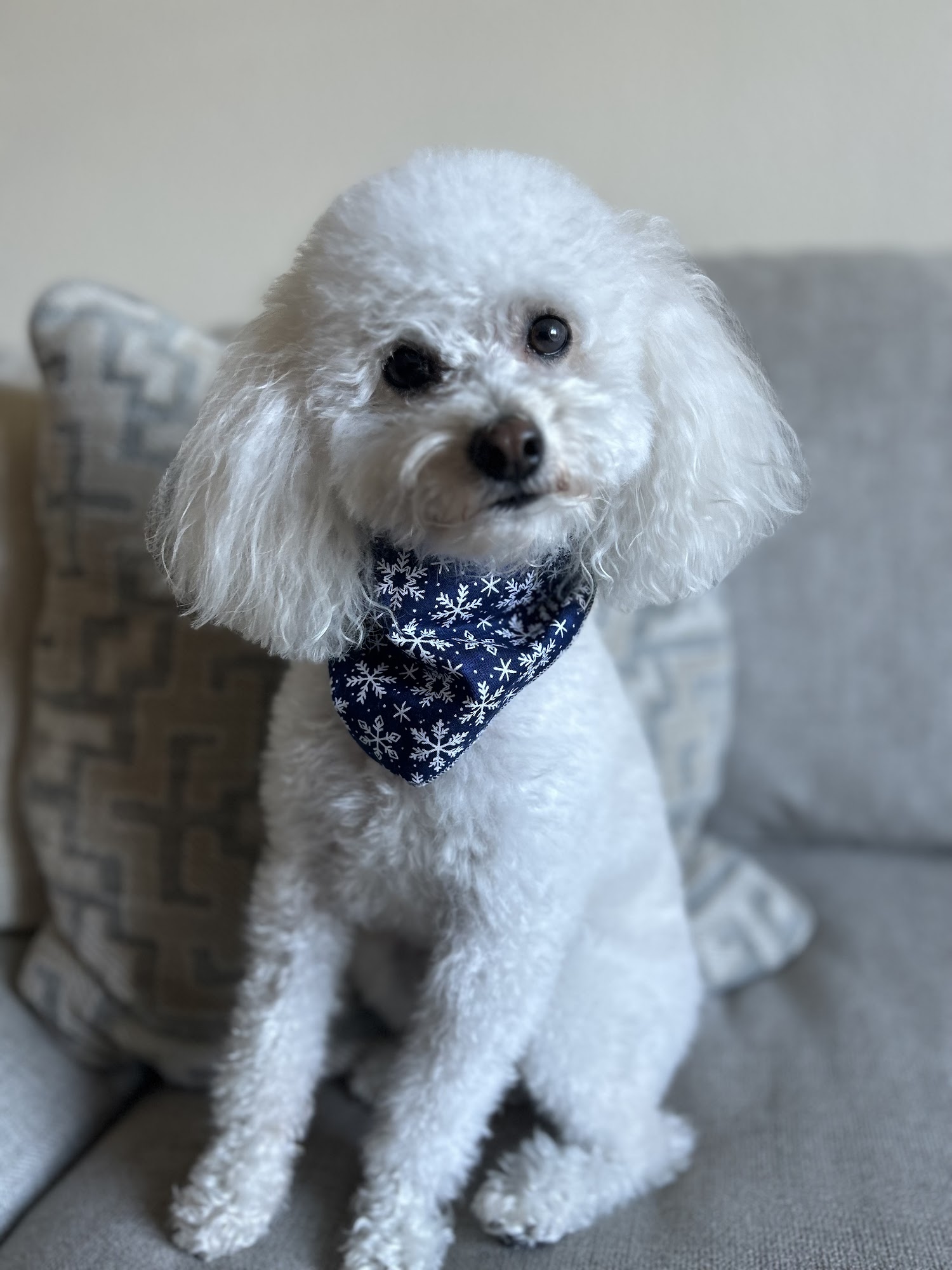 Pup Culture Pet Spaw Oceanside