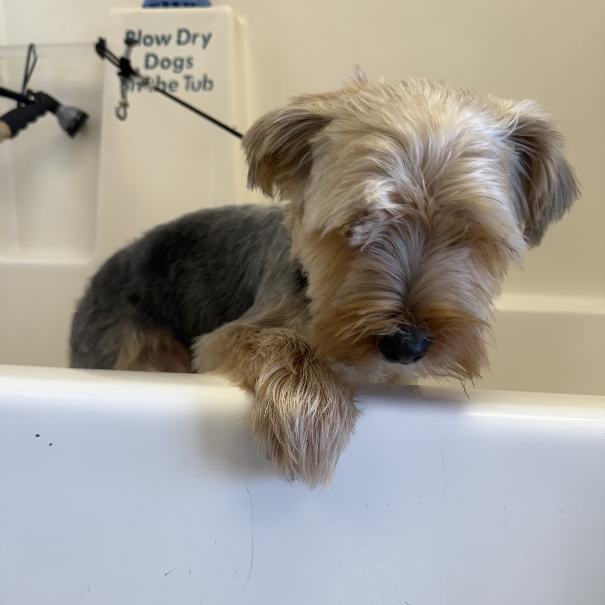 Dippity-Dog Self Serve Pet Oceanside