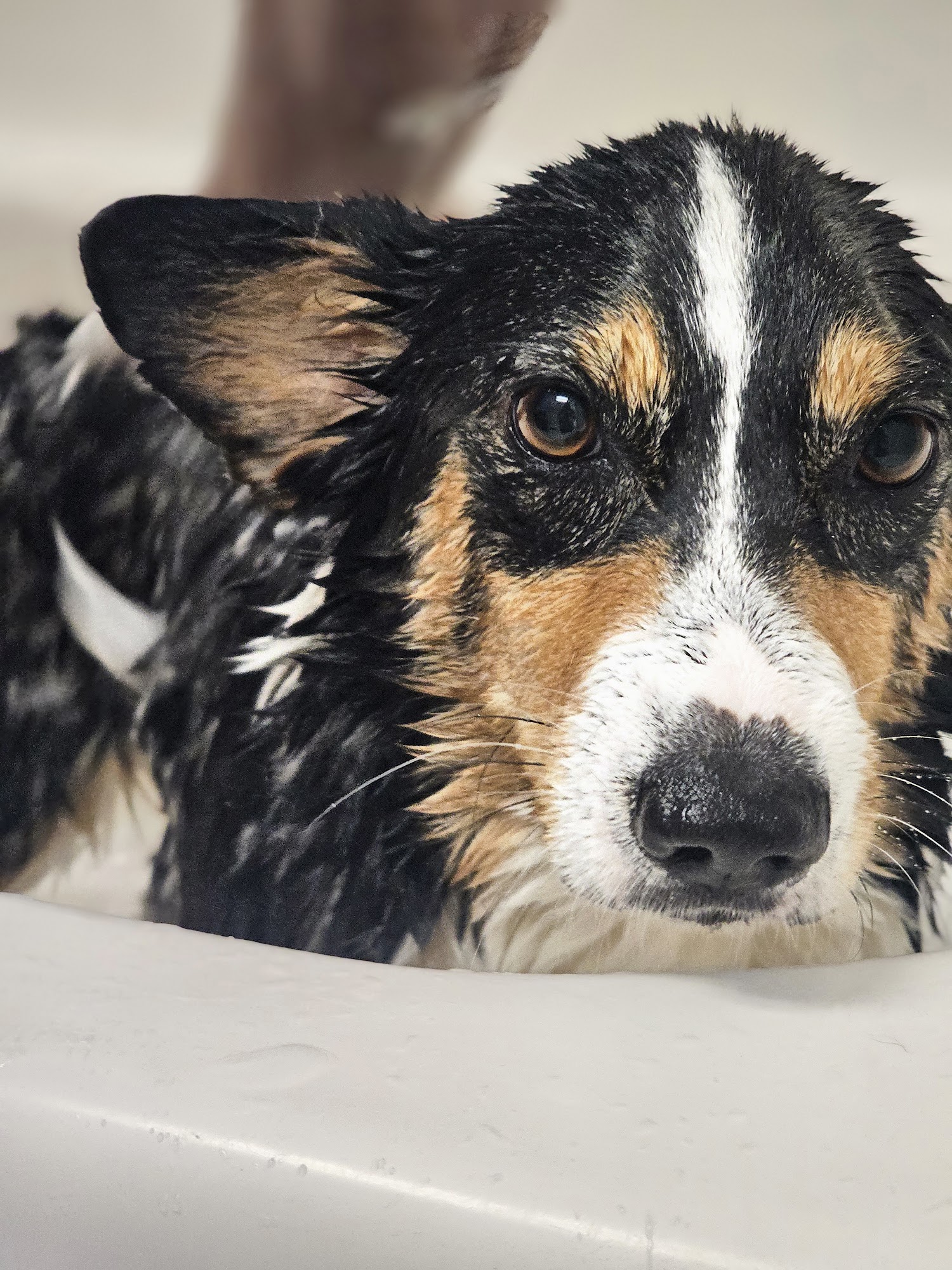 Dippity-Dog Self Serve Pet Oceanside