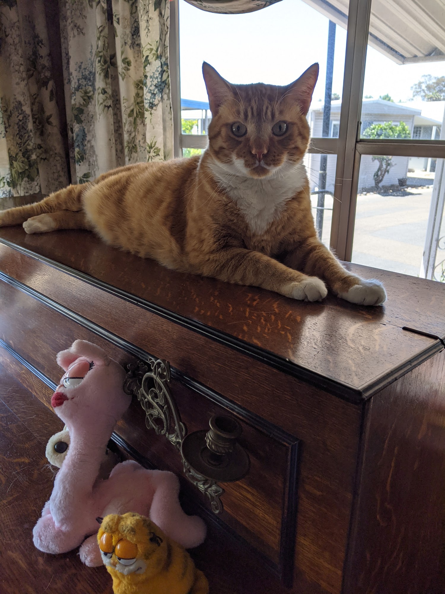 Classy K-9 Clips Oceanside