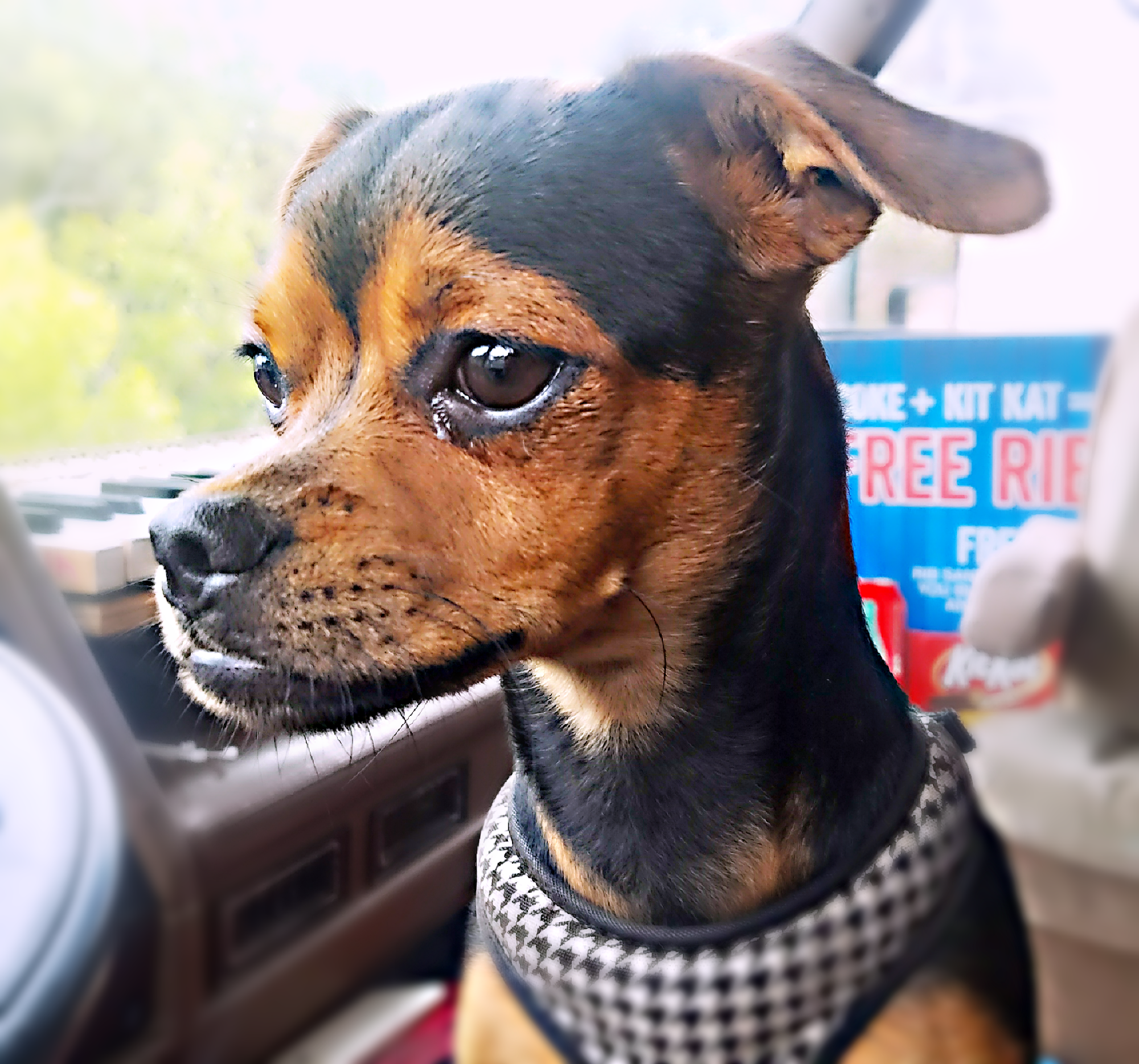 San Diego Humane Society's Oceanside Campus (Dogs) Oceanside