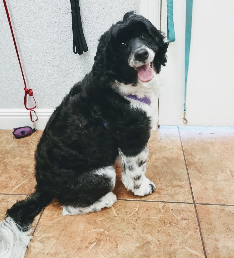 Bark Bath N Beyond Oceanside