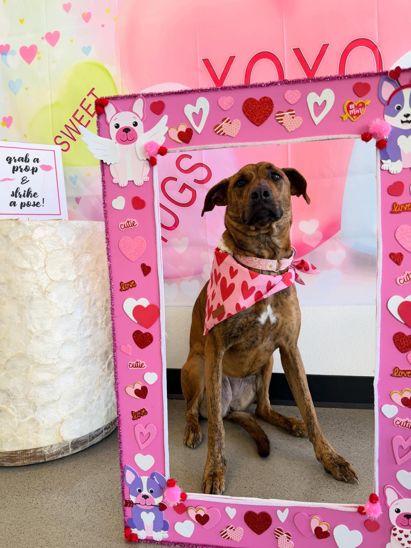 Neighborhood Veterinary Hospital of Oceanside Oceanside