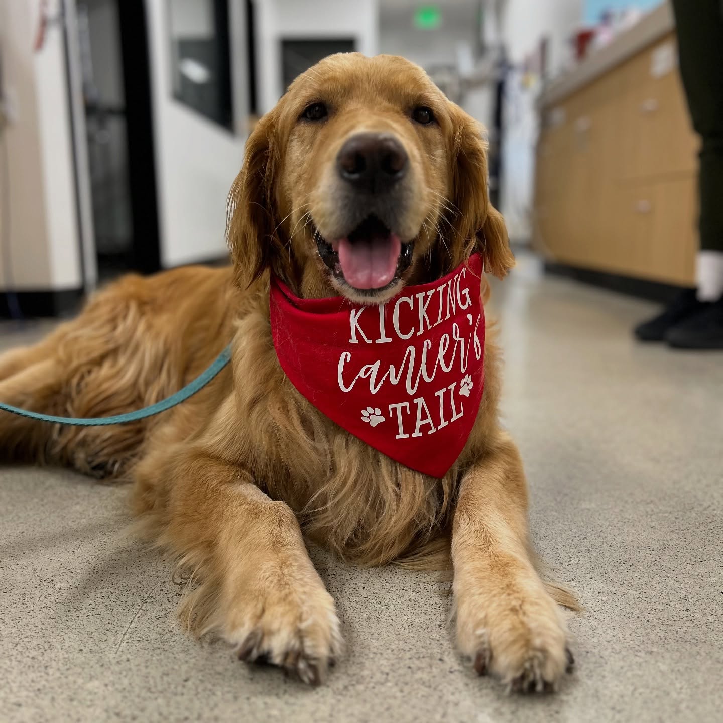 Neighborhood Veterinary Hospital of Oceanside Oceanside