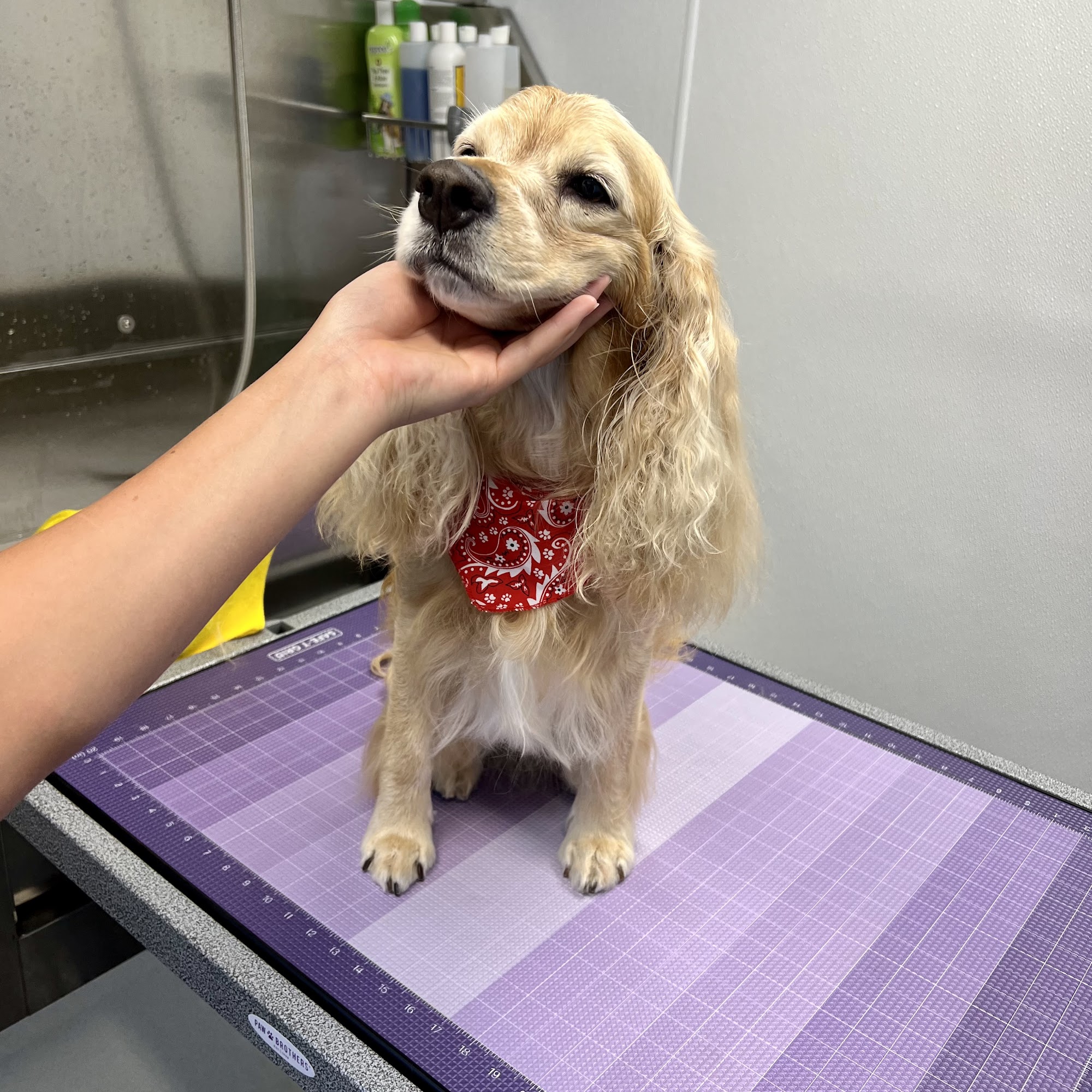 Lovies Mobile Pet Spa Oceanside