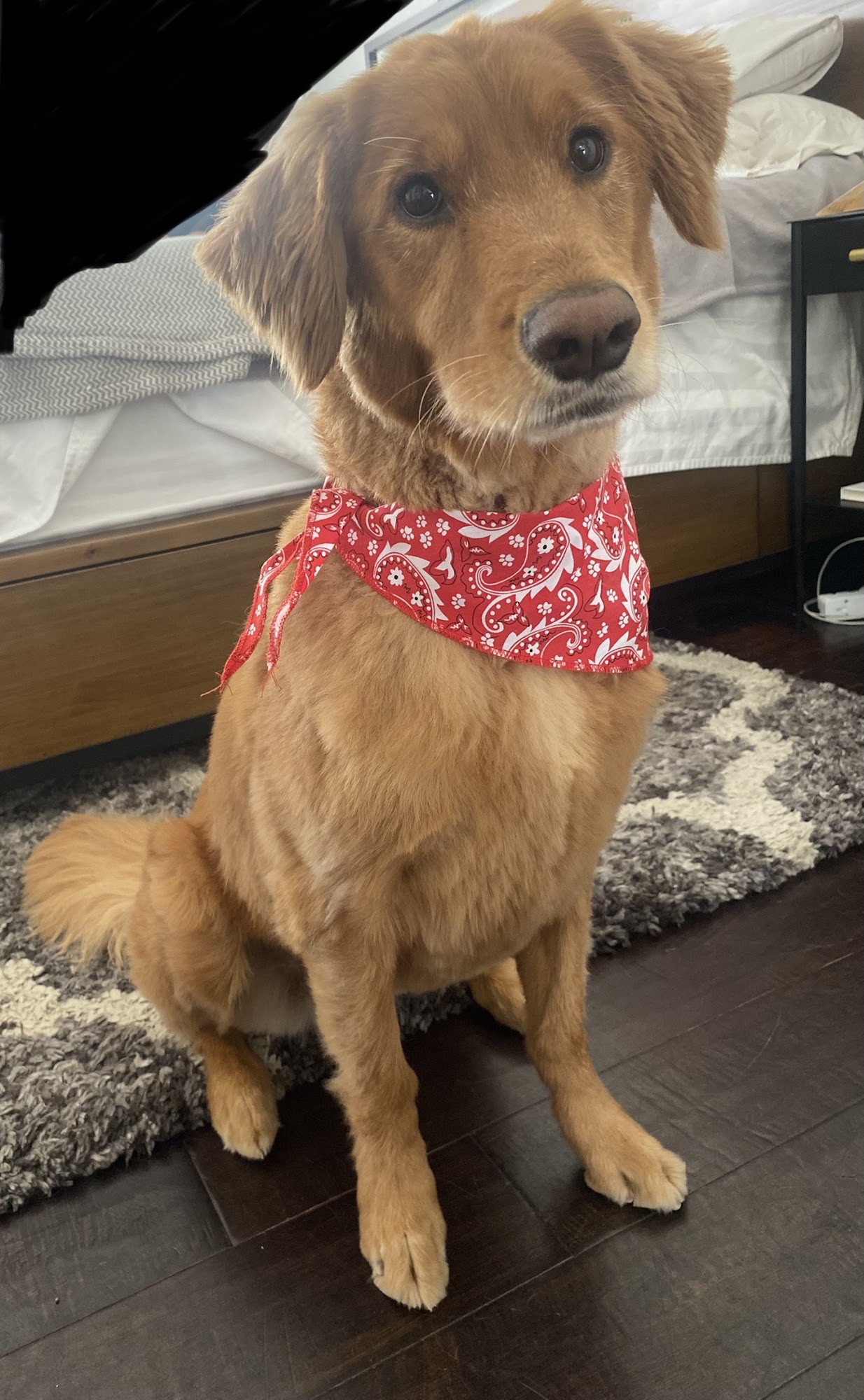 Lovies Mobile Pet Spa Oceanside