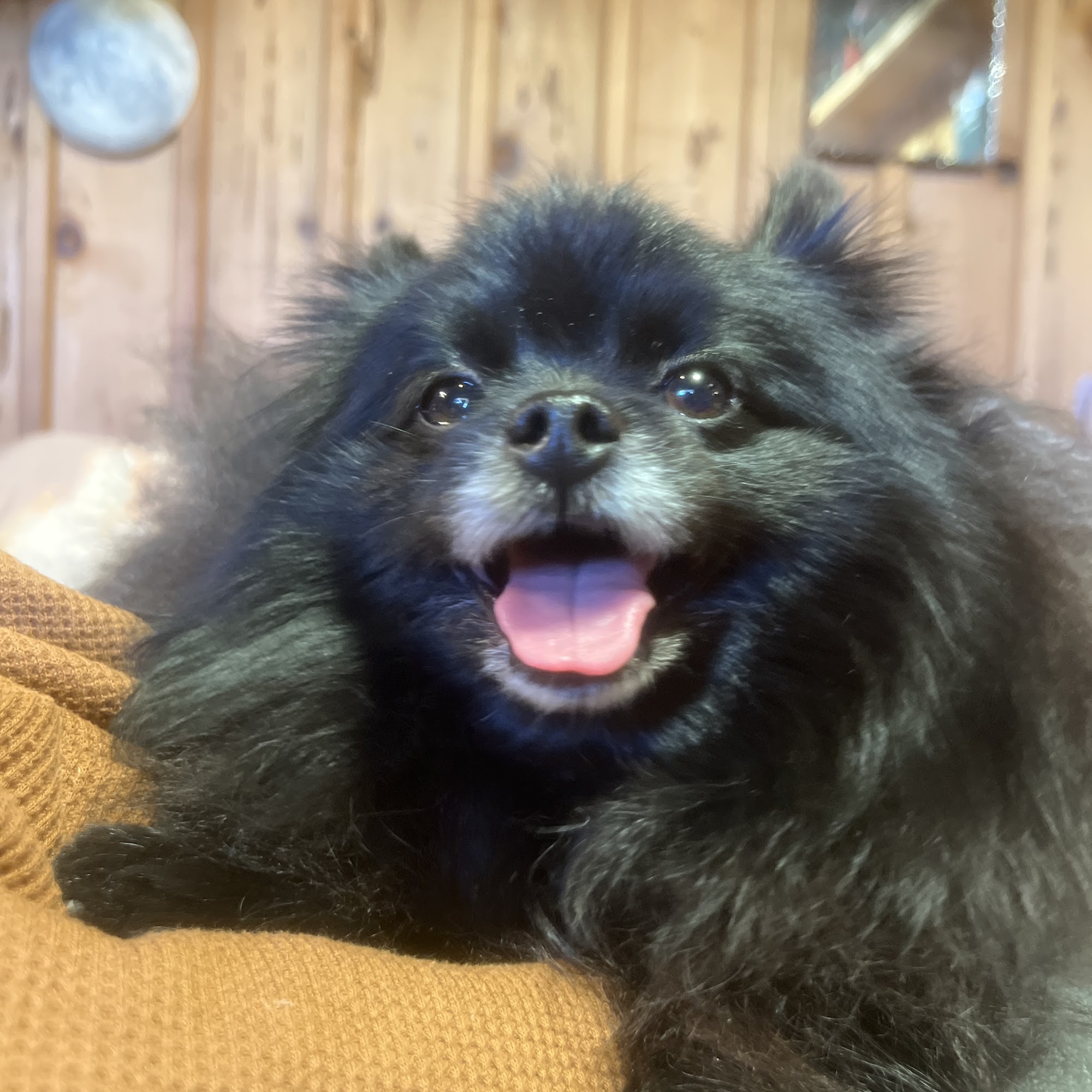 Sydnee's Pet Grooming Oceanside