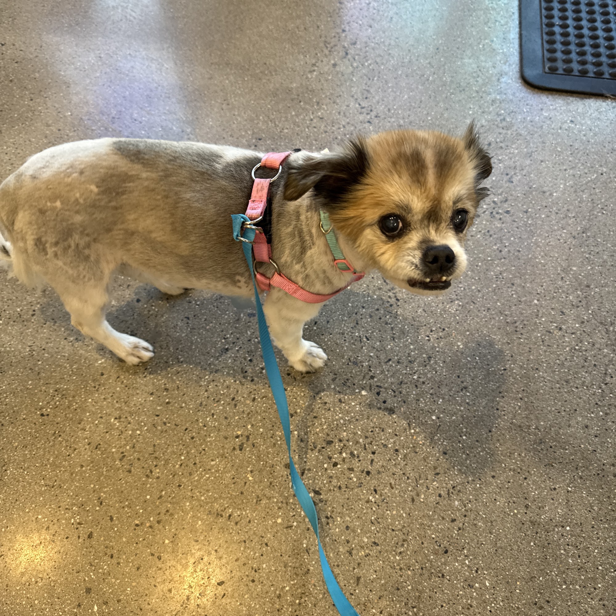 Vetco Total Care Animal Hospital Oceanside