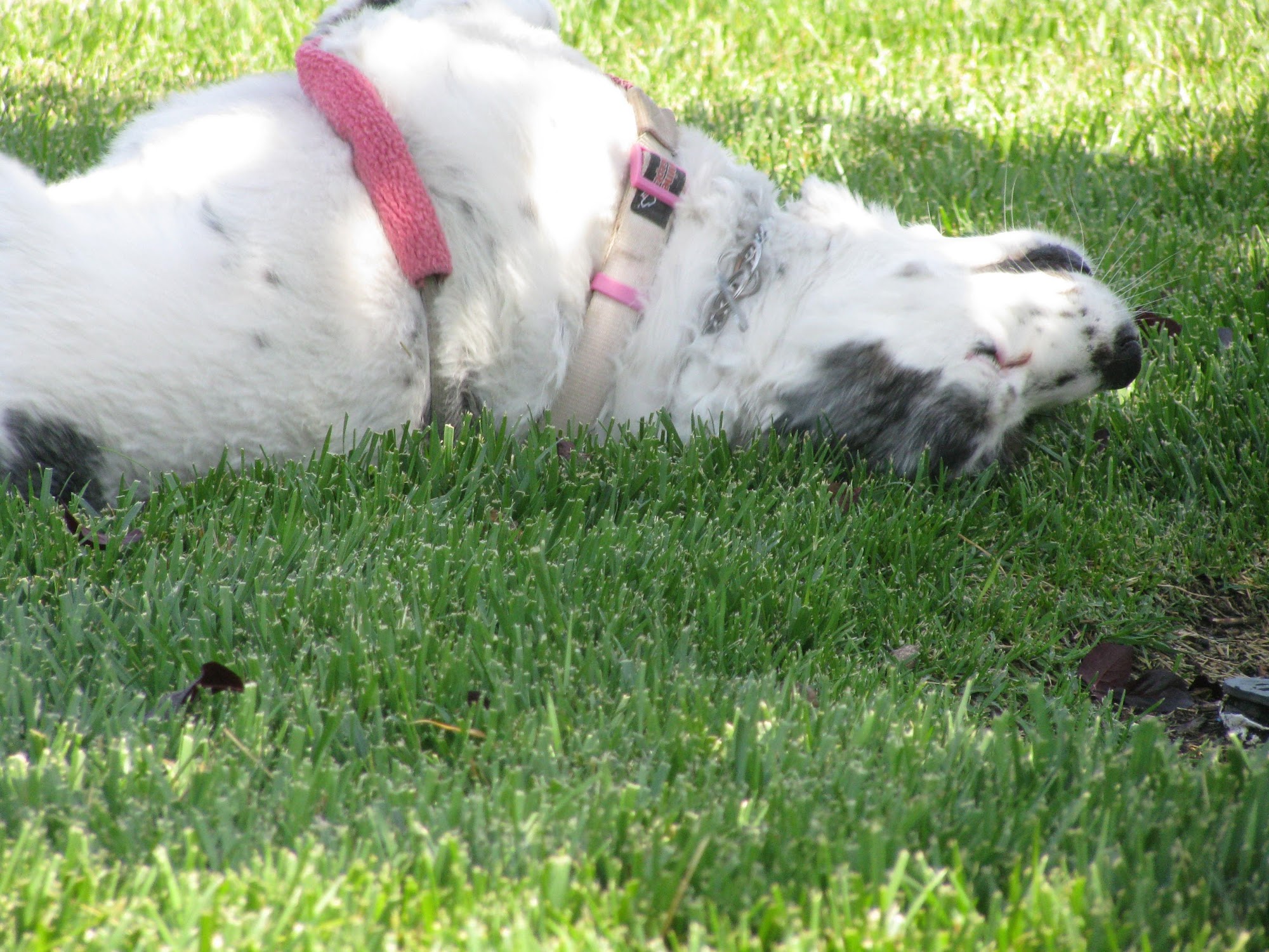 A Touch of Gold Pet Grooming Oceanside
