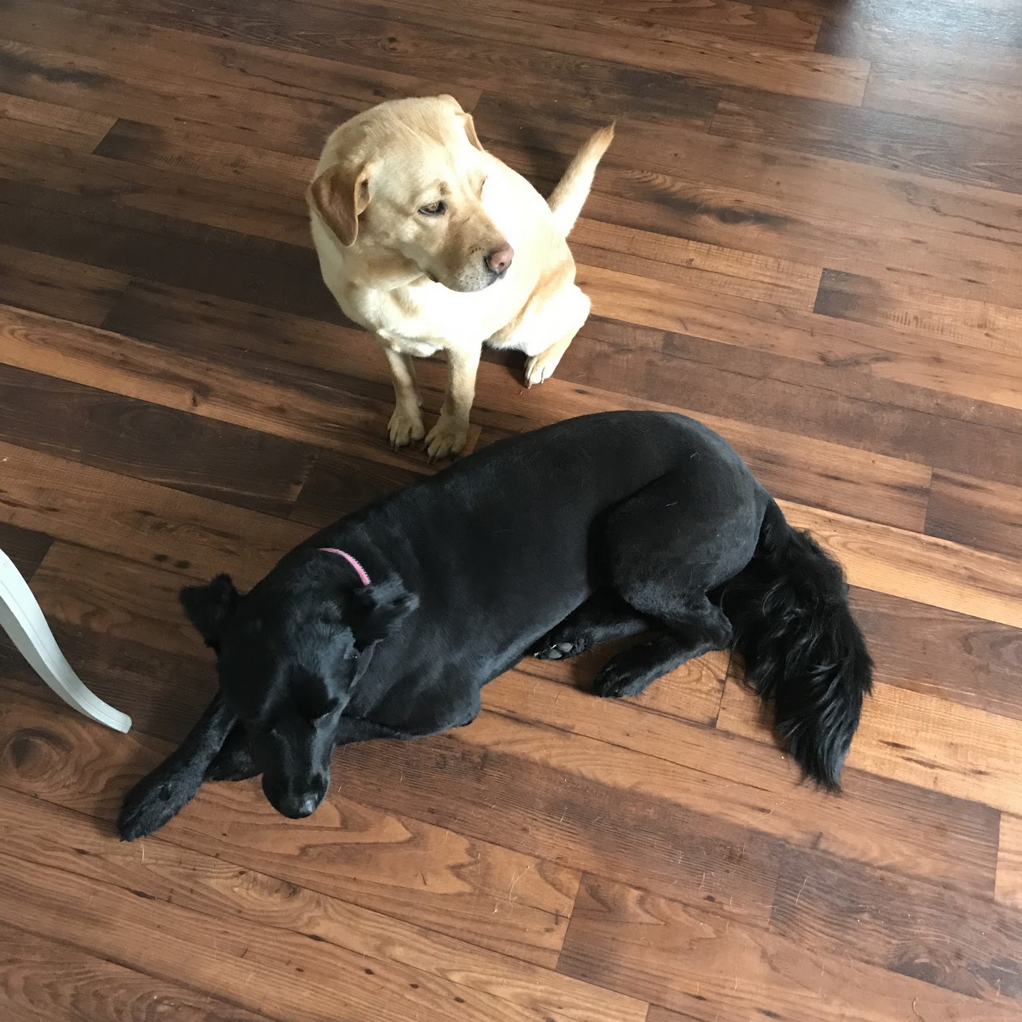 A Touch of Gold Pet Grooming Oceanside