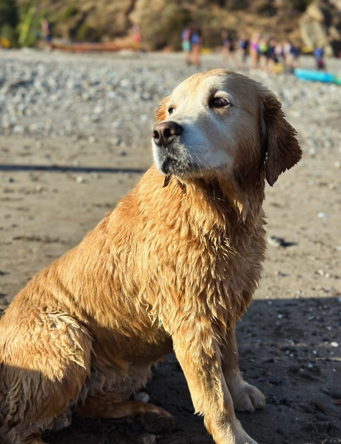 Aqua Animal Care Center Oceanside