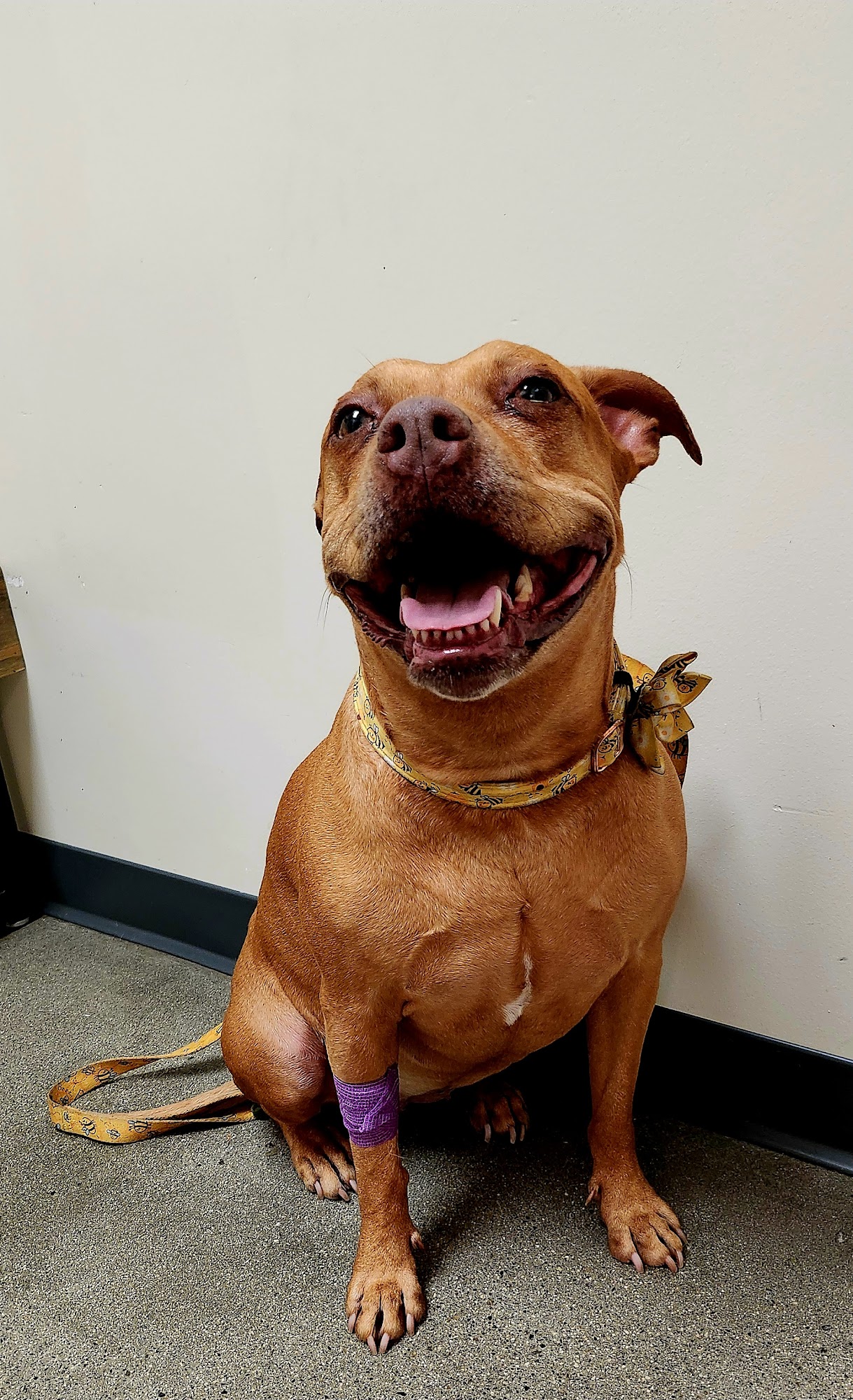 Vetco Total Care Animal Hospital Oceanside