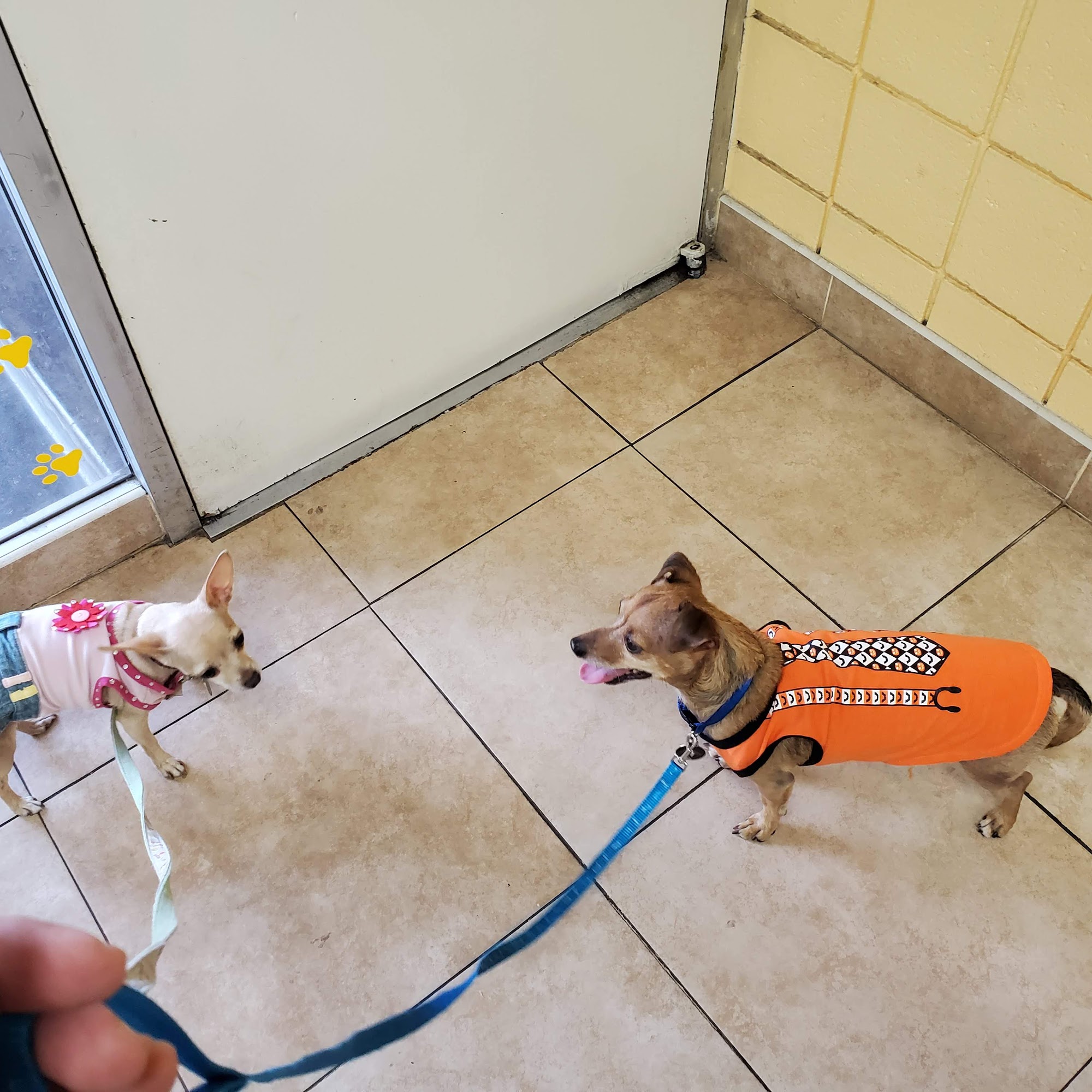 Mountain Avenue Animal Hospital Ontario