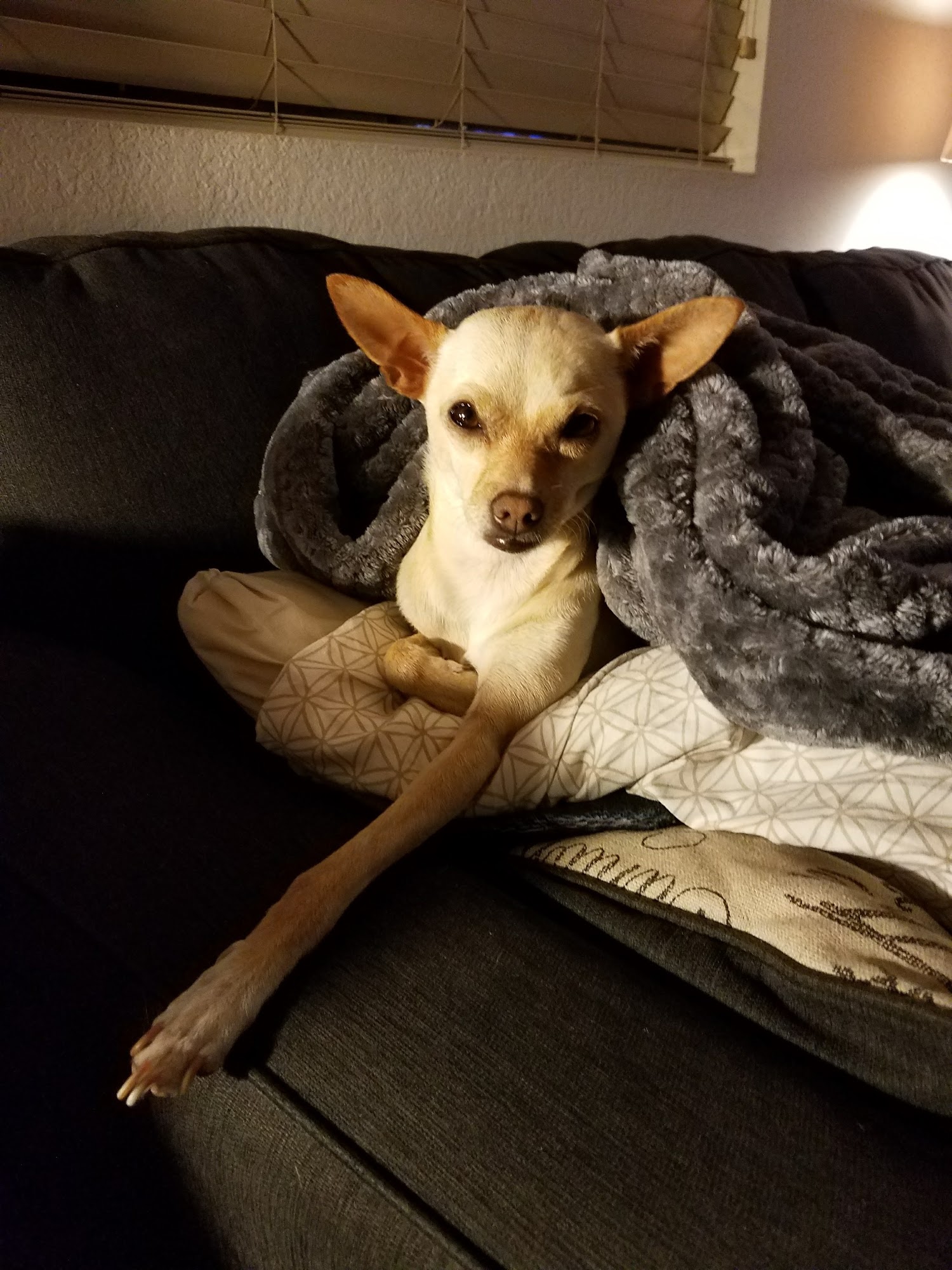 A R Animal Hospital Ontario