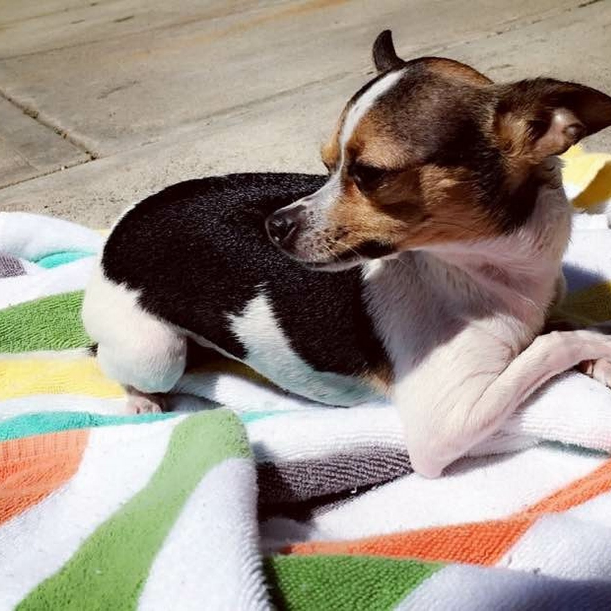 A R Animal Hospital Ontario