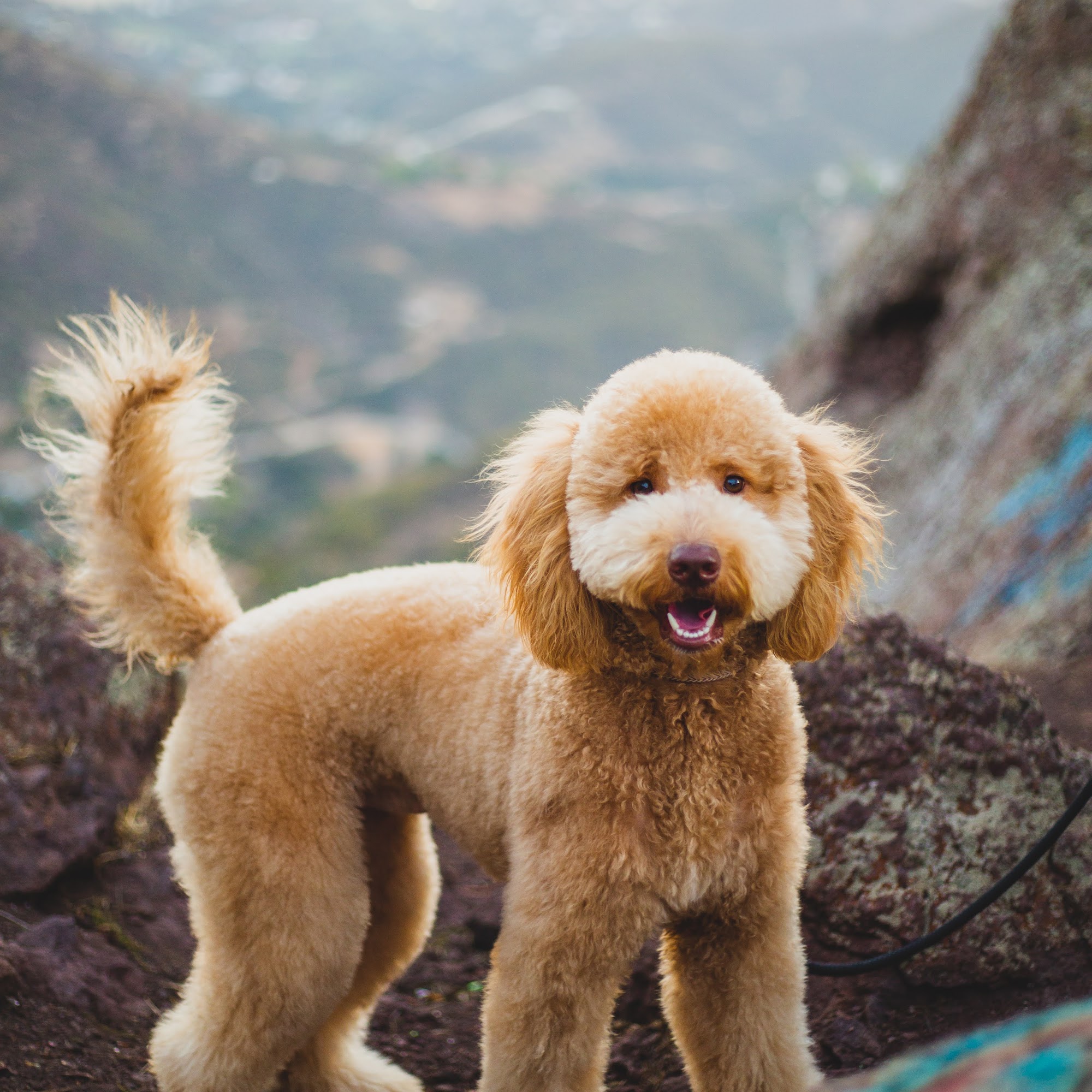 The Pretty Puppy Ontario