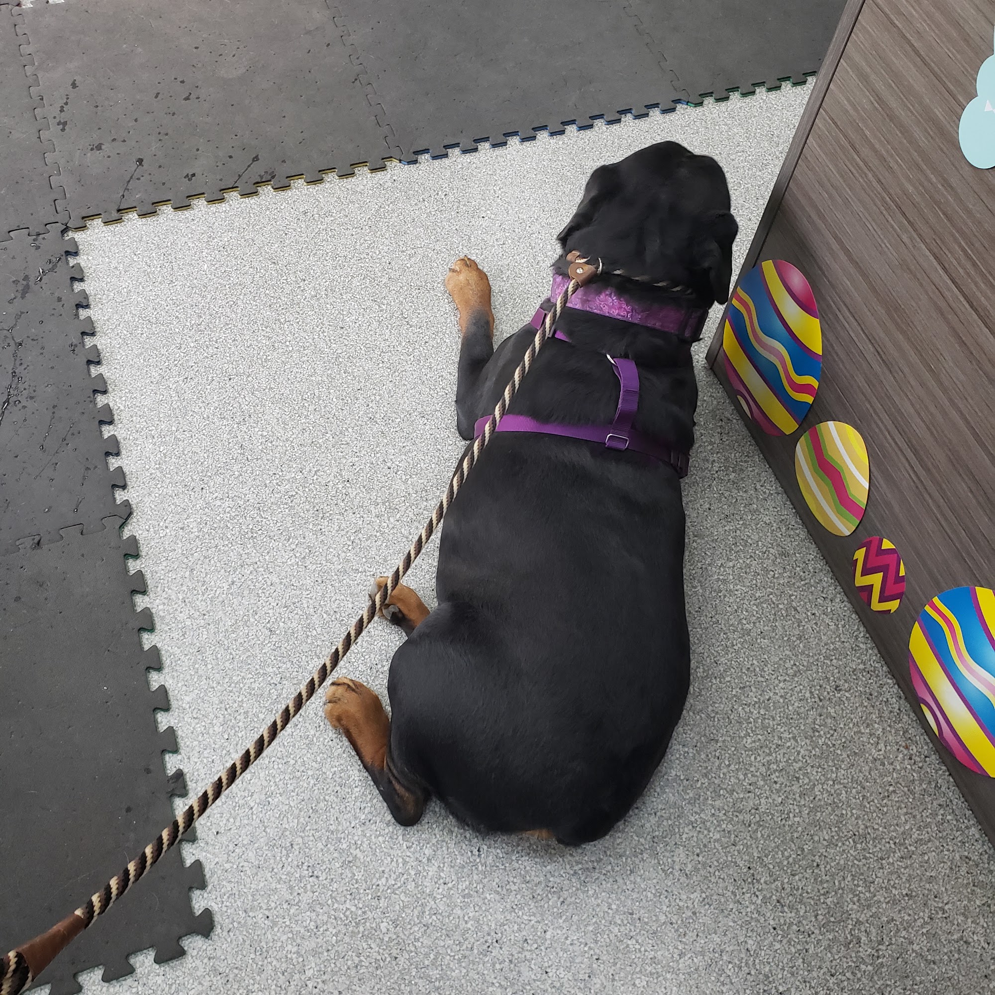 Back To Health Veterinary Services Ontario