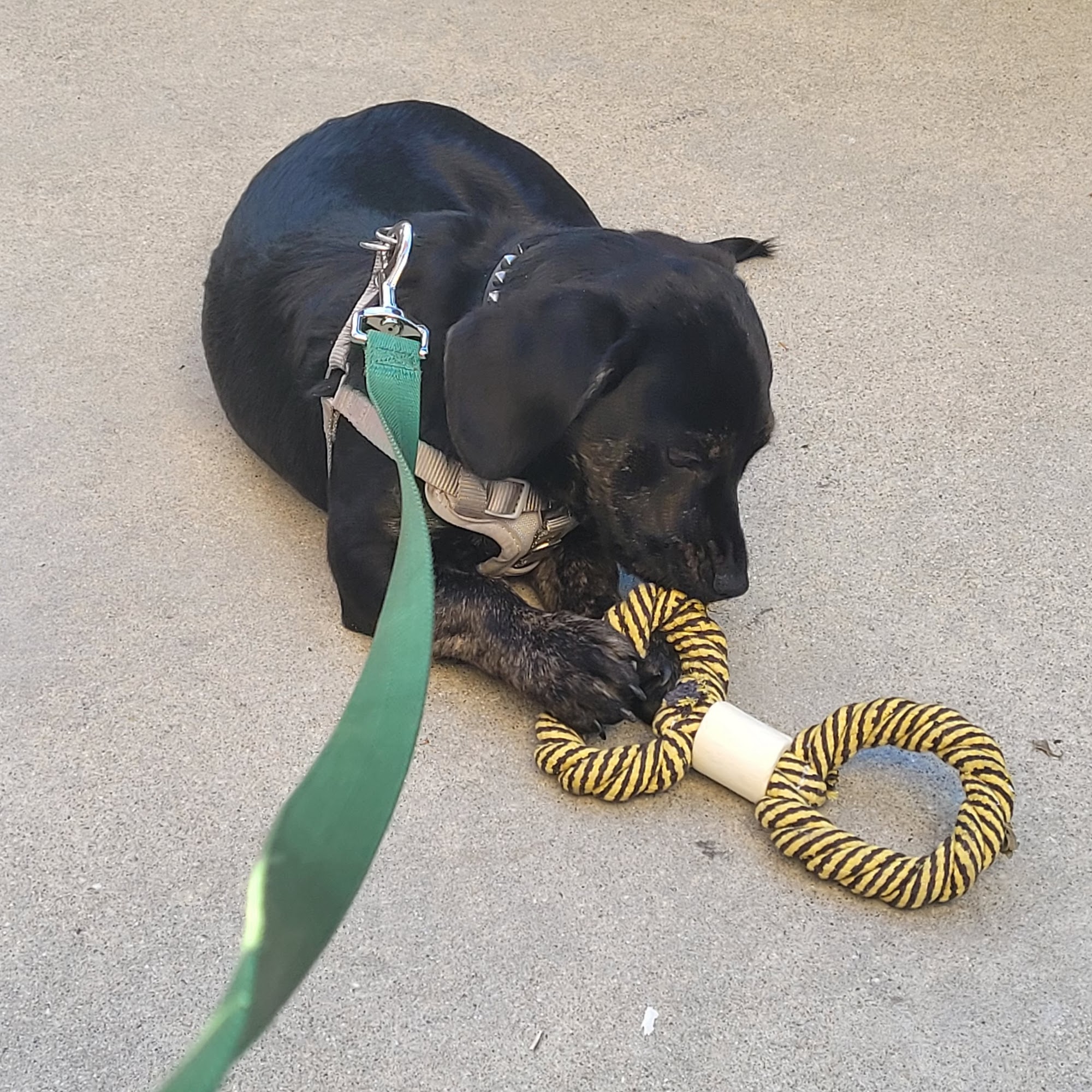 Mountain Avenue Animal Hospital: Kim Helen DVM Ontario