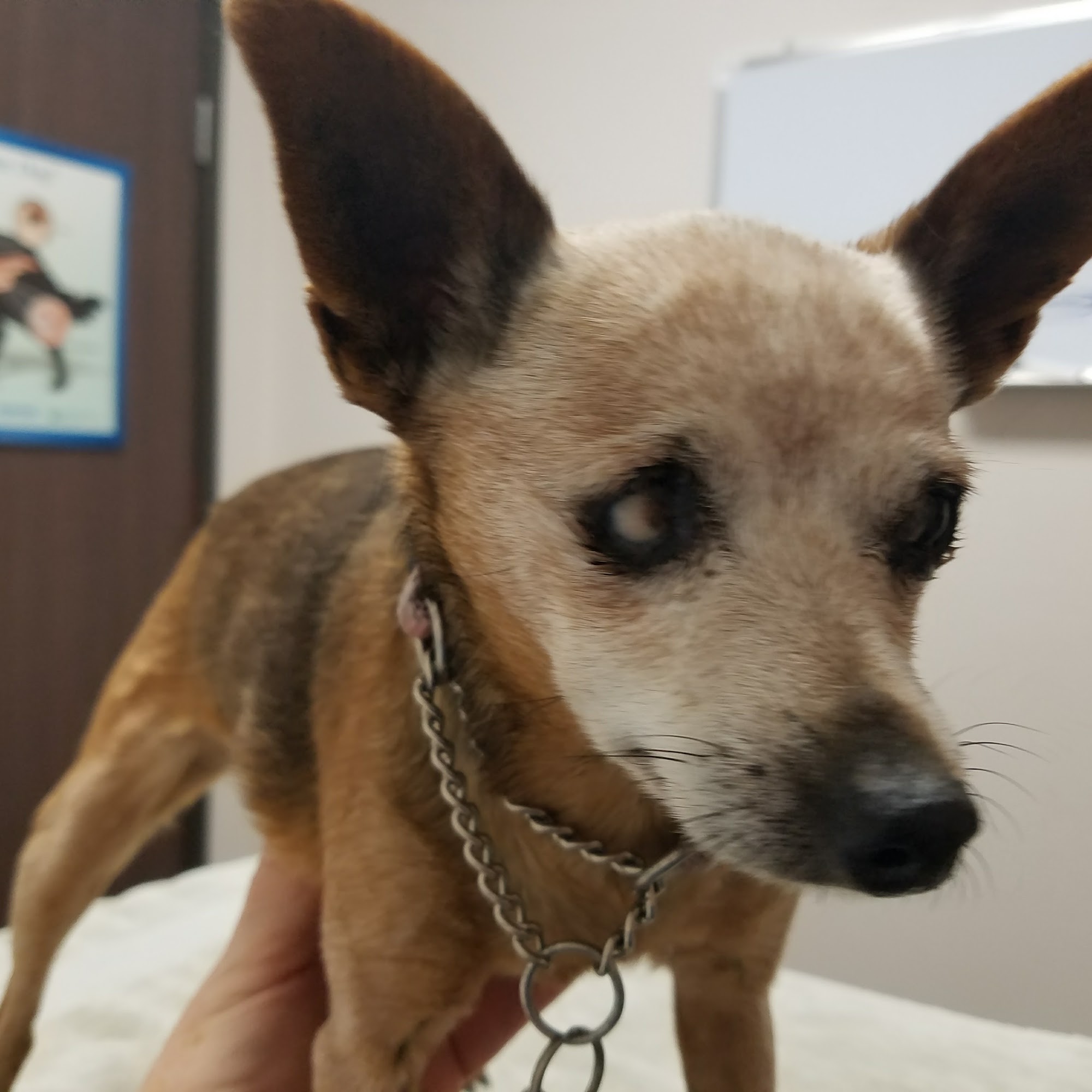 Riverdale Animal Hospital Orange