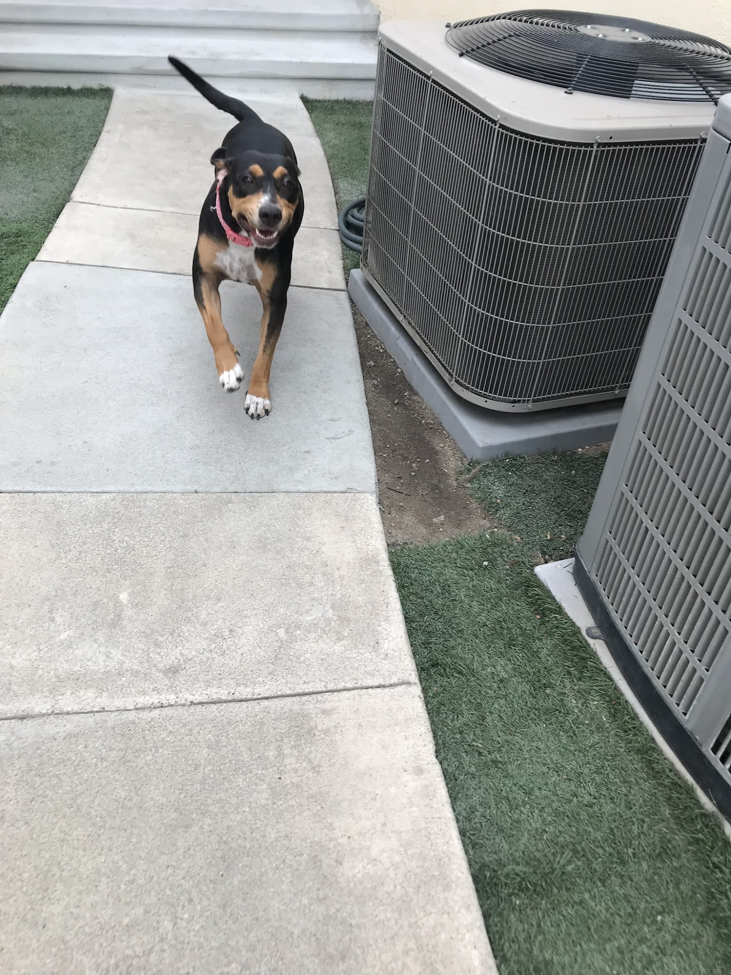 Petopia Pet Resort Orange