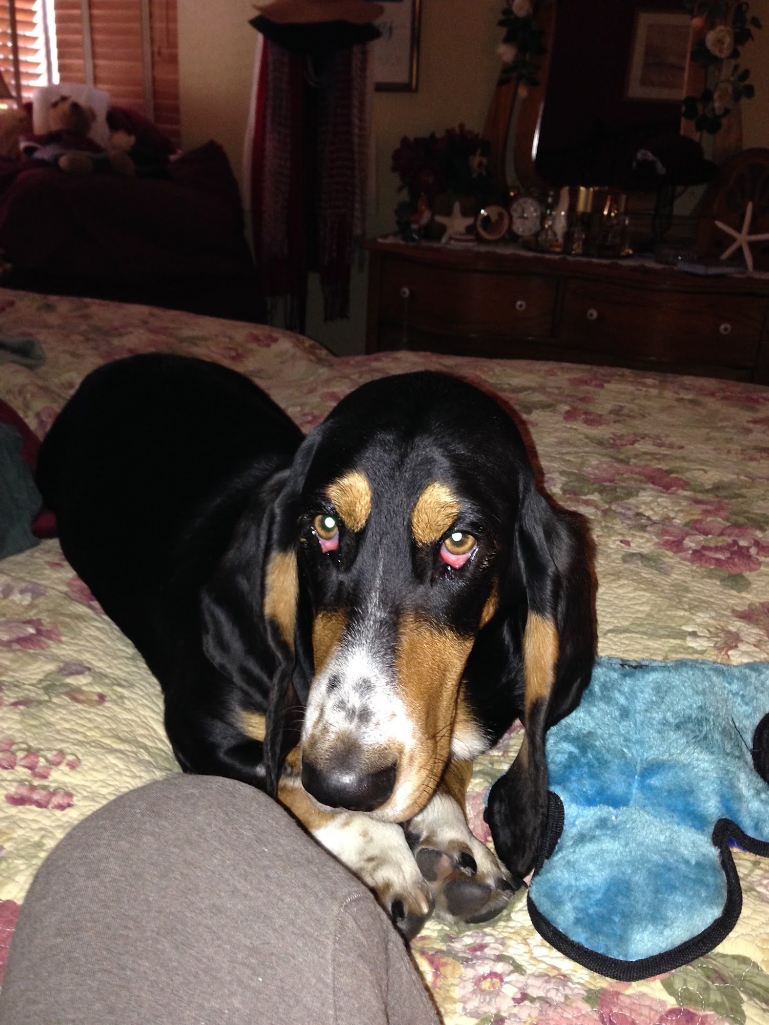 Robert Woods Dvm Orange