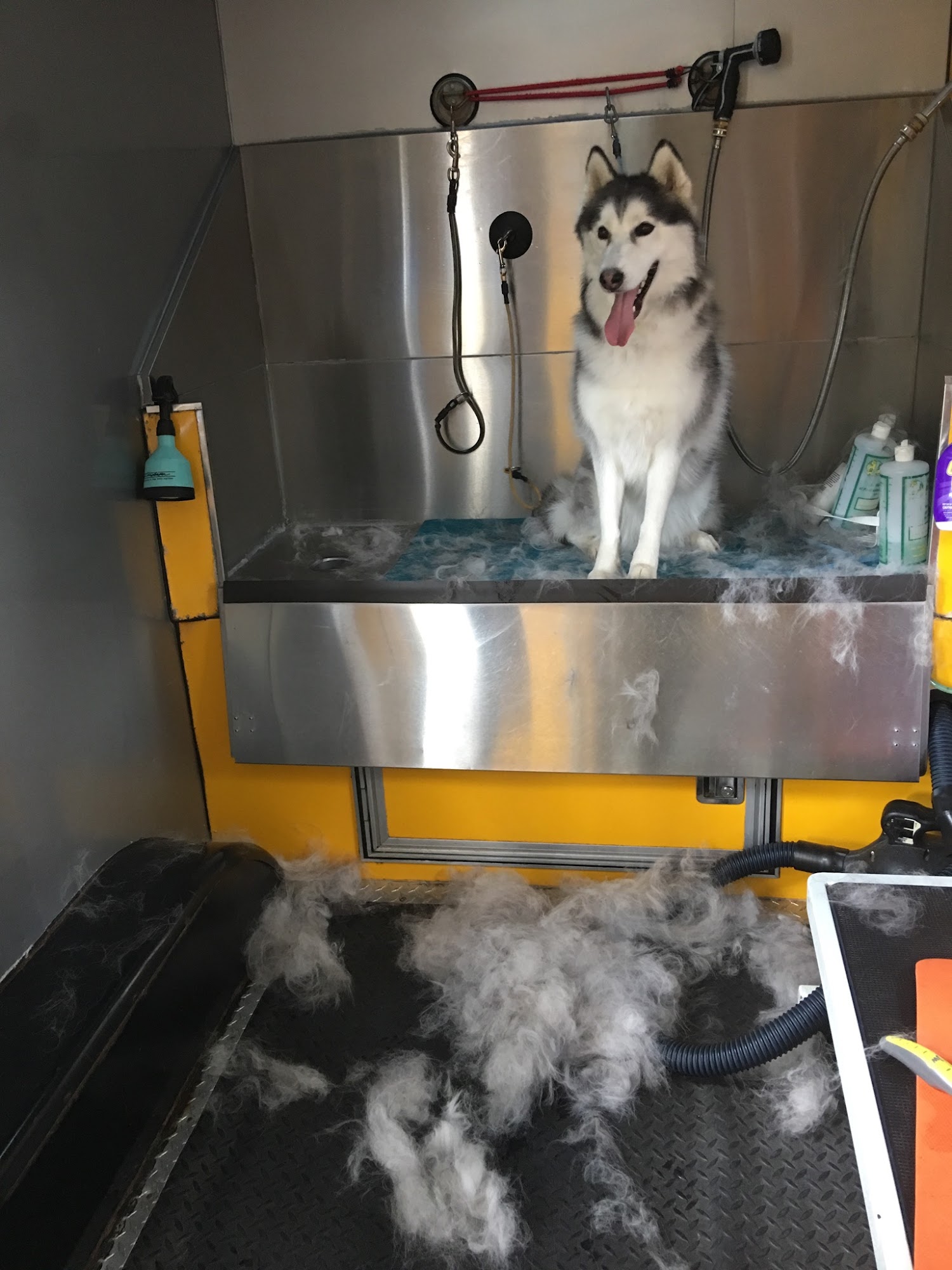 My Pookie's Spaw | Mobile Grooming Orange