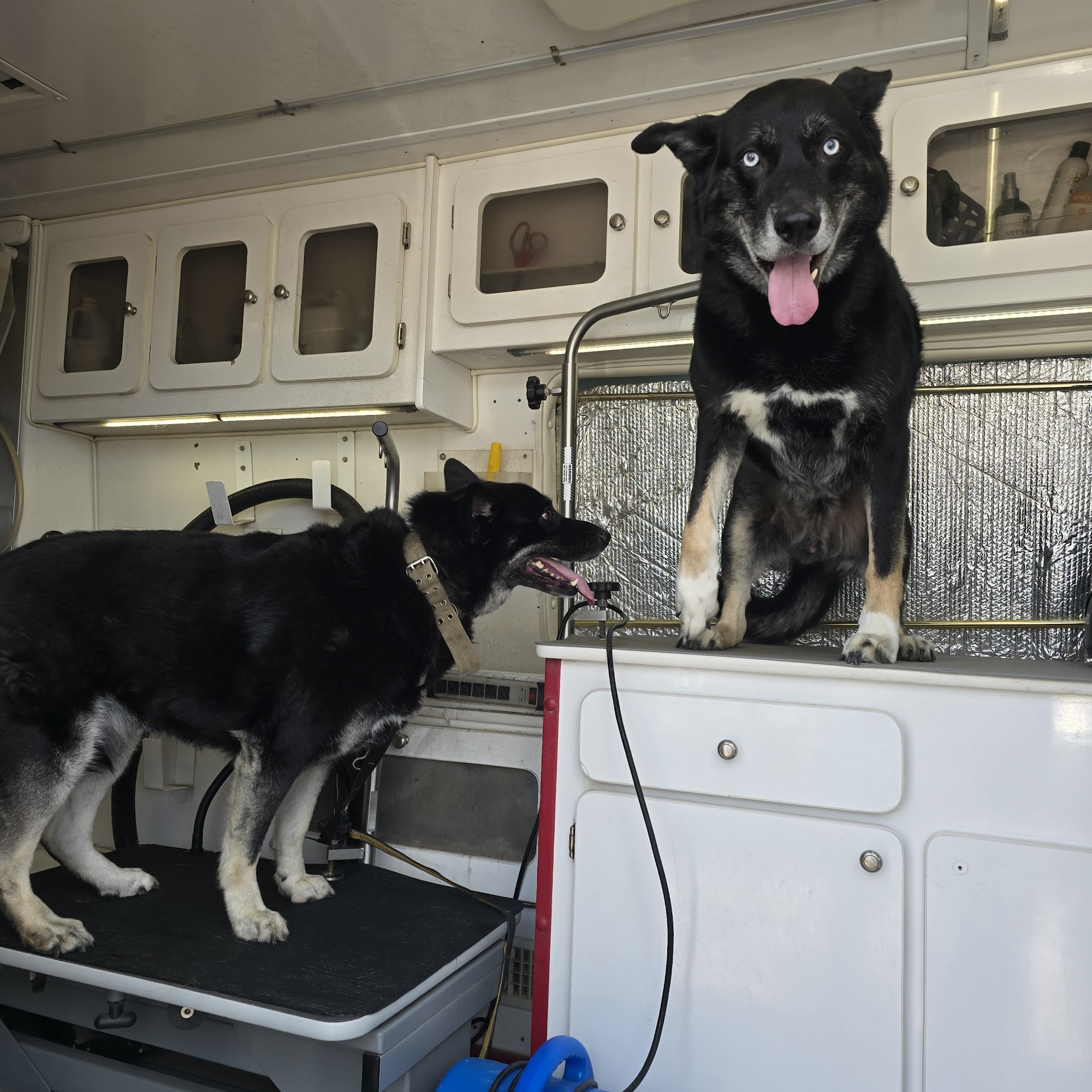 My Pookie's Spaw | Mobile Grooming Orange