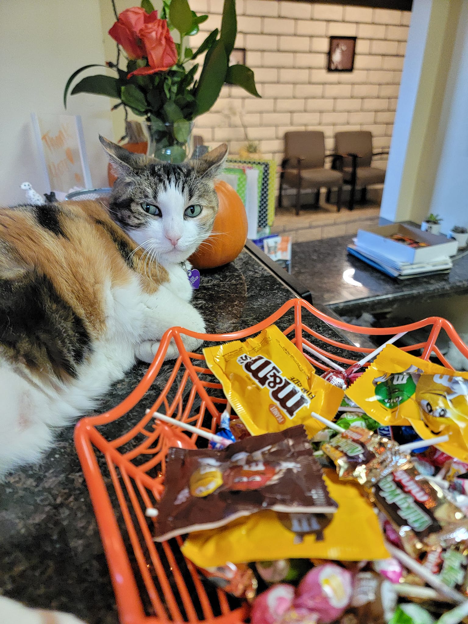 Orange Hill Veterinary Hospital Orange