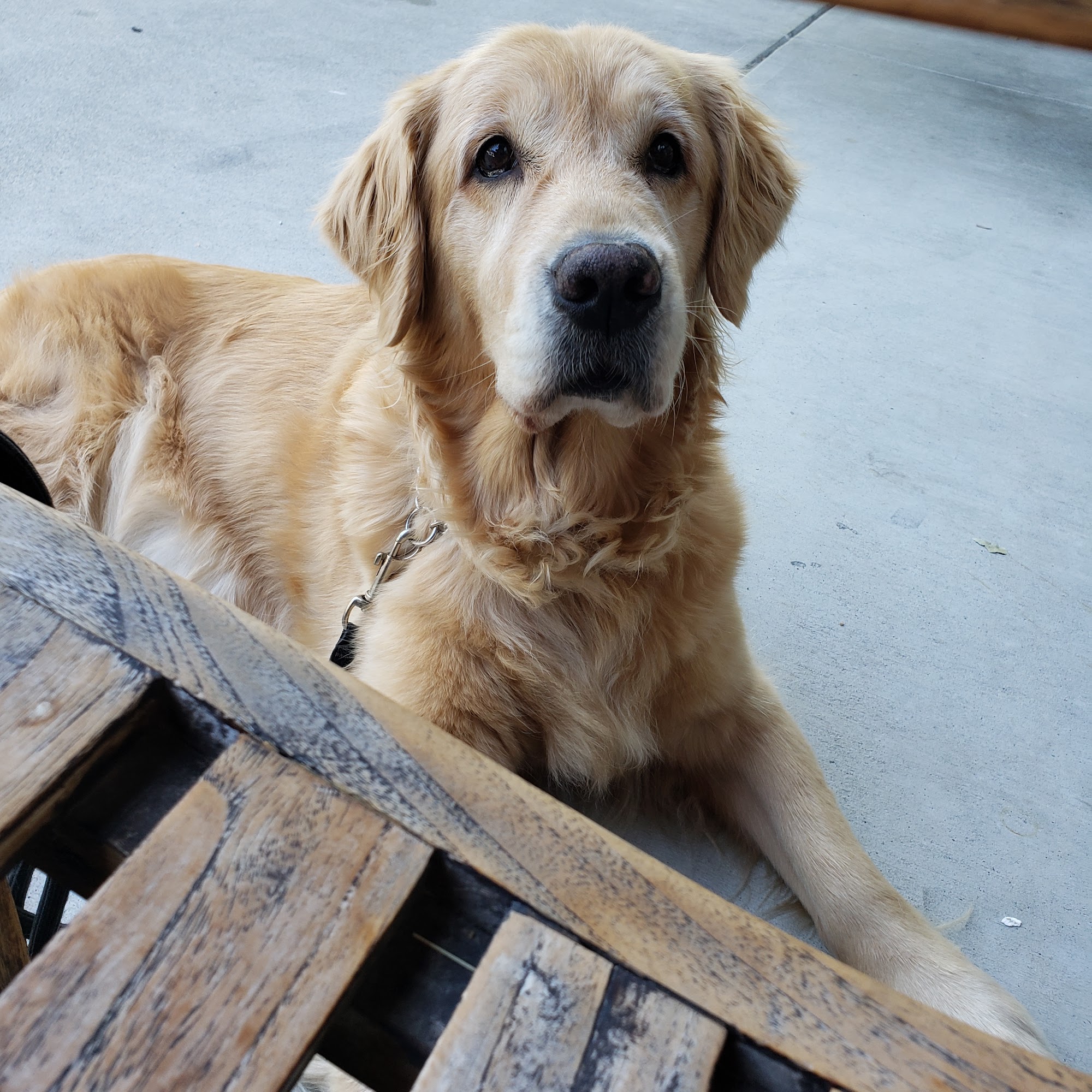 Orangevale Veterinary Hospital Orangevale