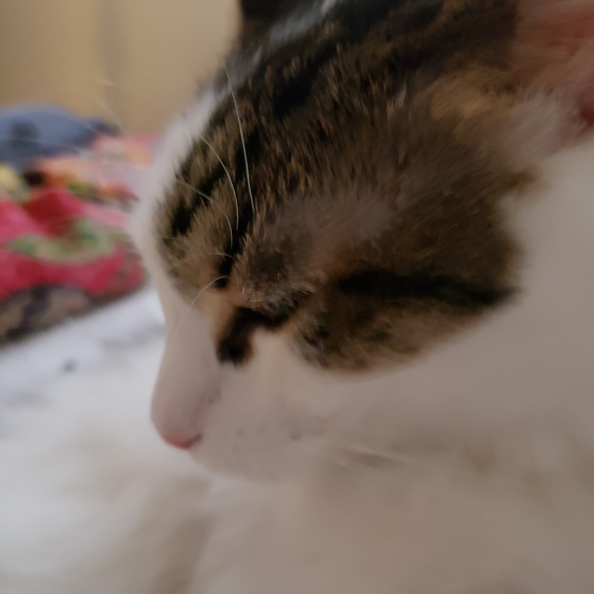 Mobile Vet Connection Orangevale