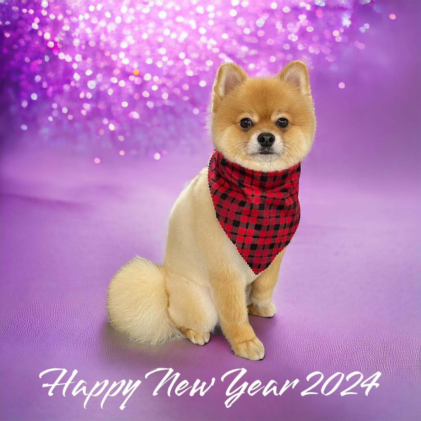 Fluffy Pawz Dog Grooming Orangevale