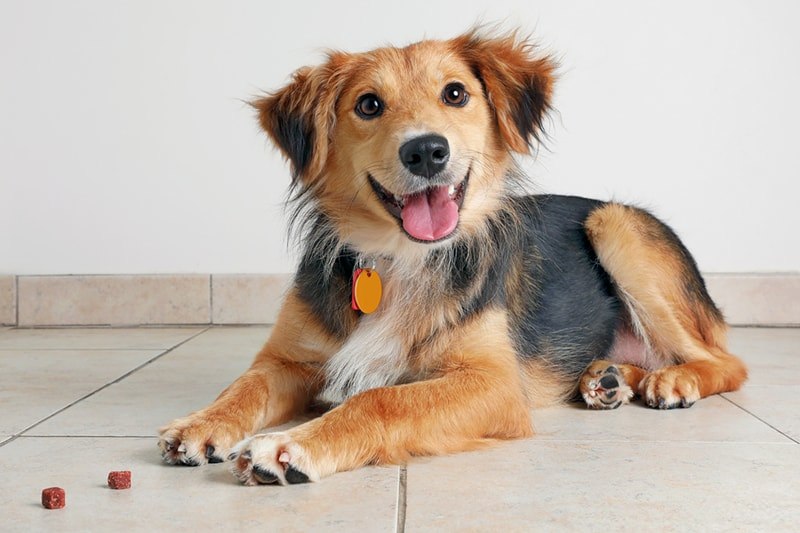 Greenback Hazel Animal Hospital Orangevale