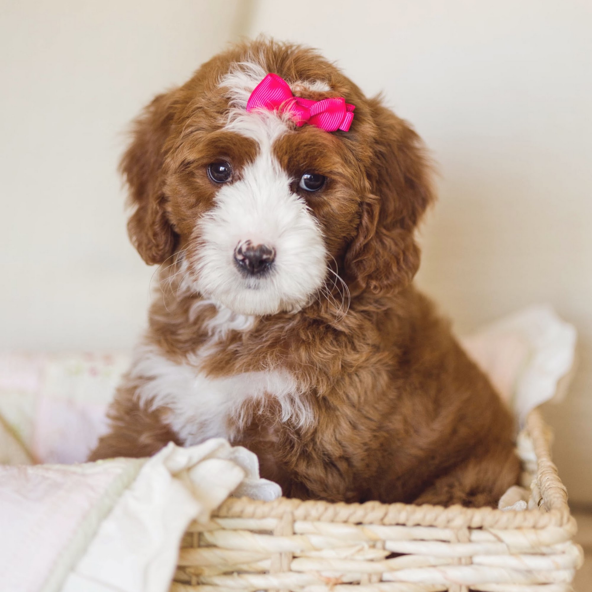 Ugly Dad Doodles Larkspur Ln, Orangevale California 95662