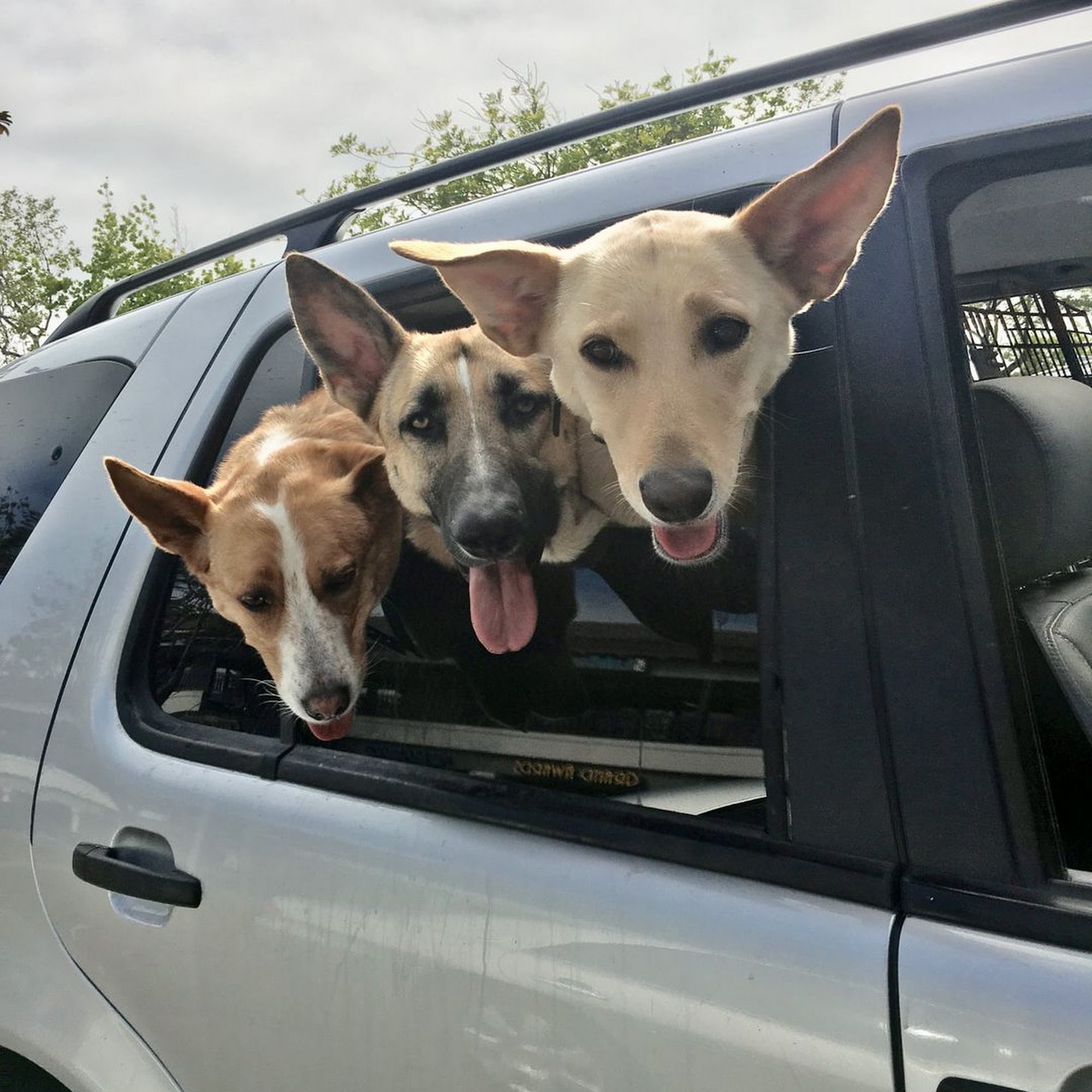 Dr Ruth's Vet 2 Pet Mobile Orcutt