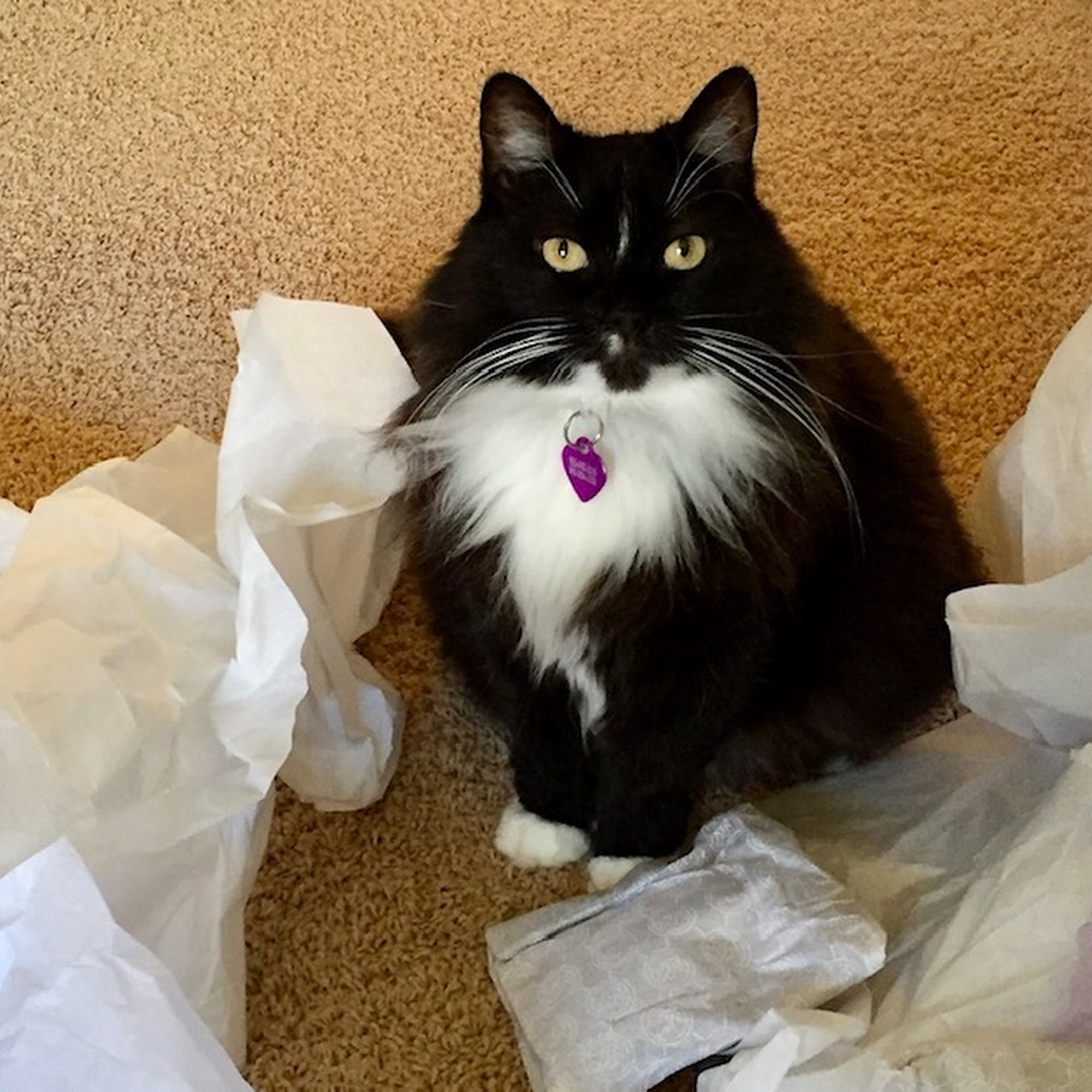 PETS Hospital Orcutt