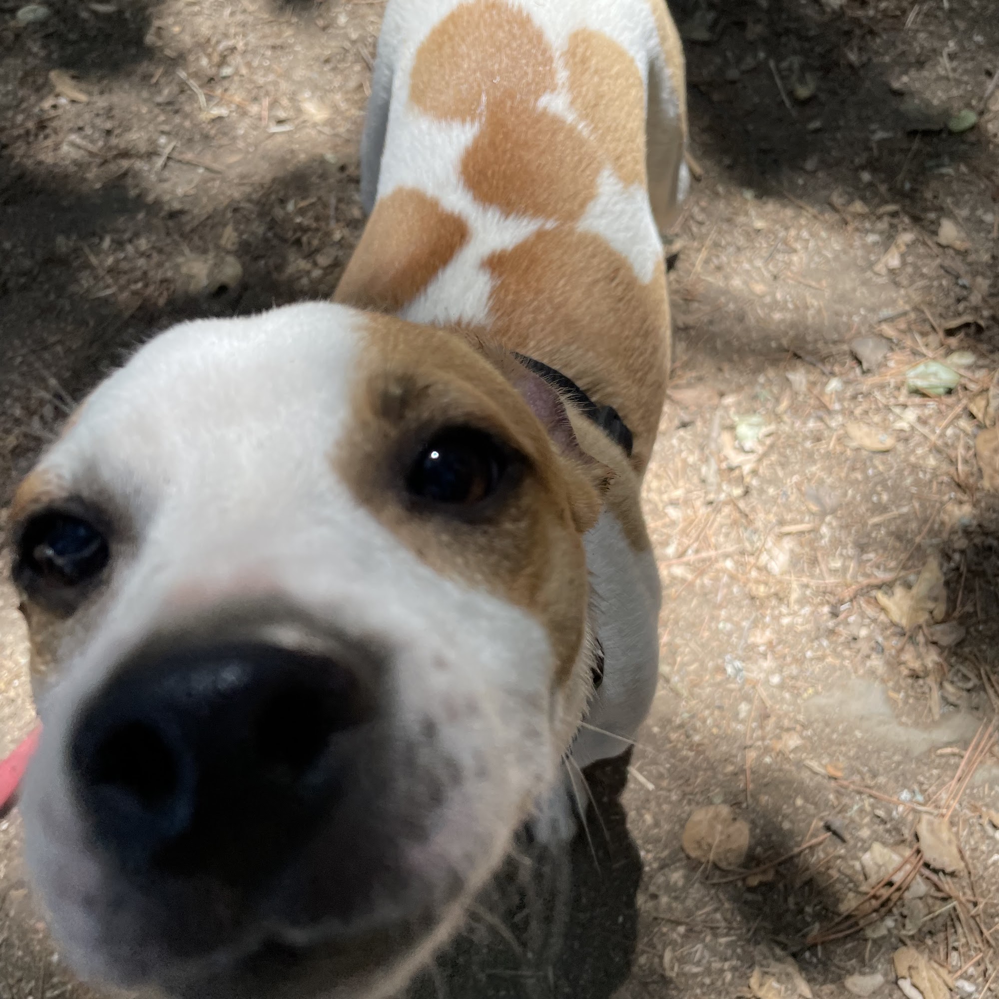 In Their Element Dog Walks Orinda