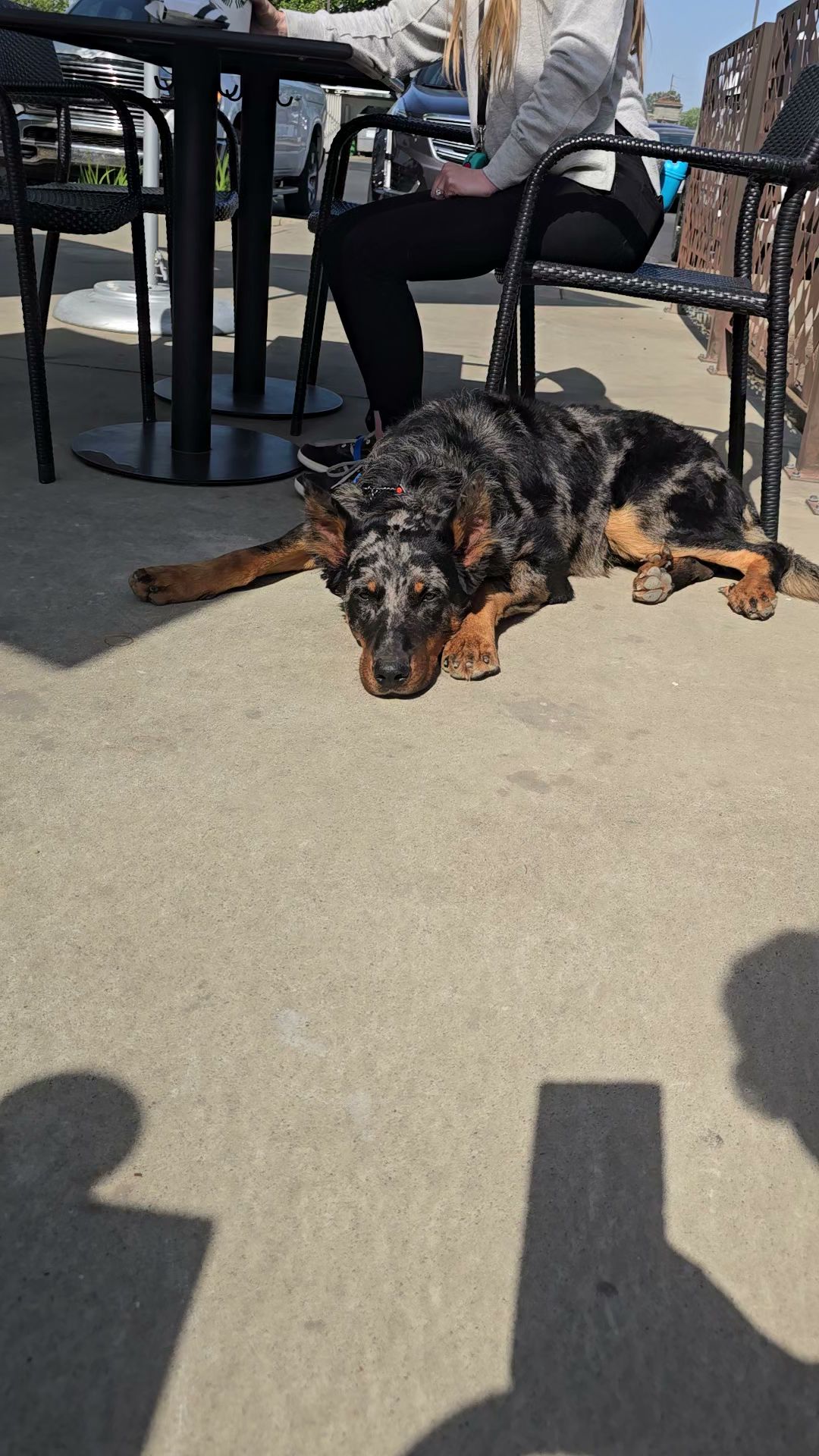 For the Love of Dog Oroville