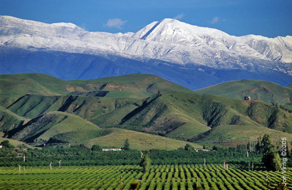 A Canine Styling Oxnard