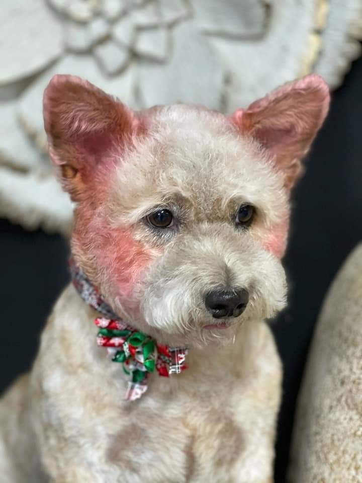 A Pet Affaire Oxnard