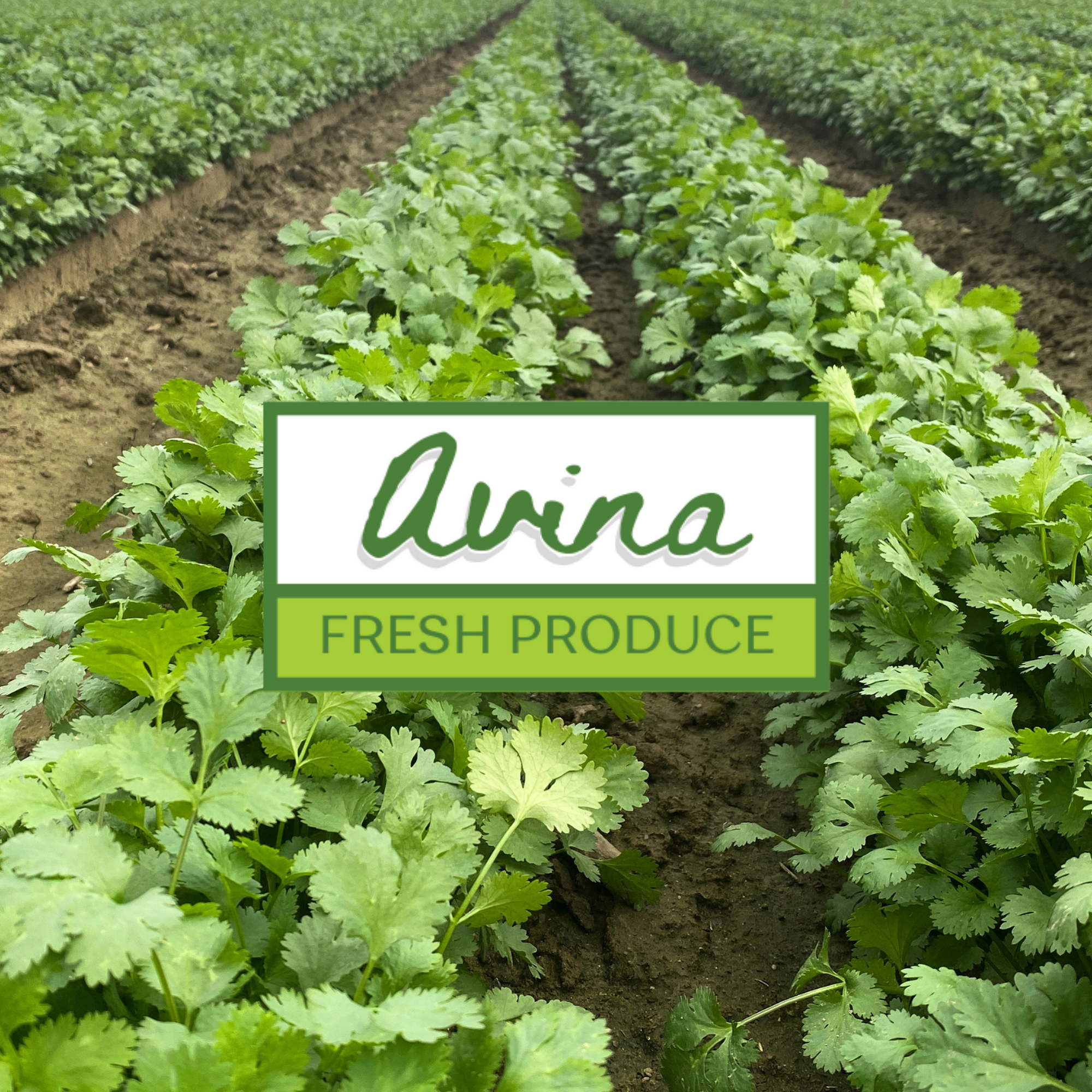Avina Produce, Inc. Oxnard
