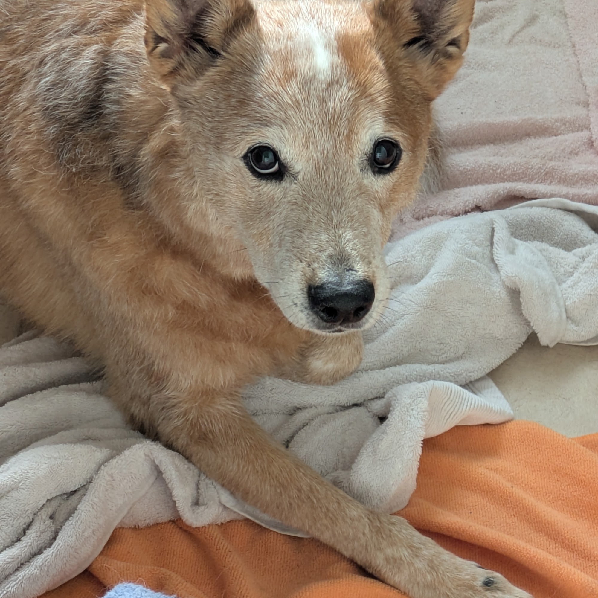 Montecito Animal Clinic Pacheco