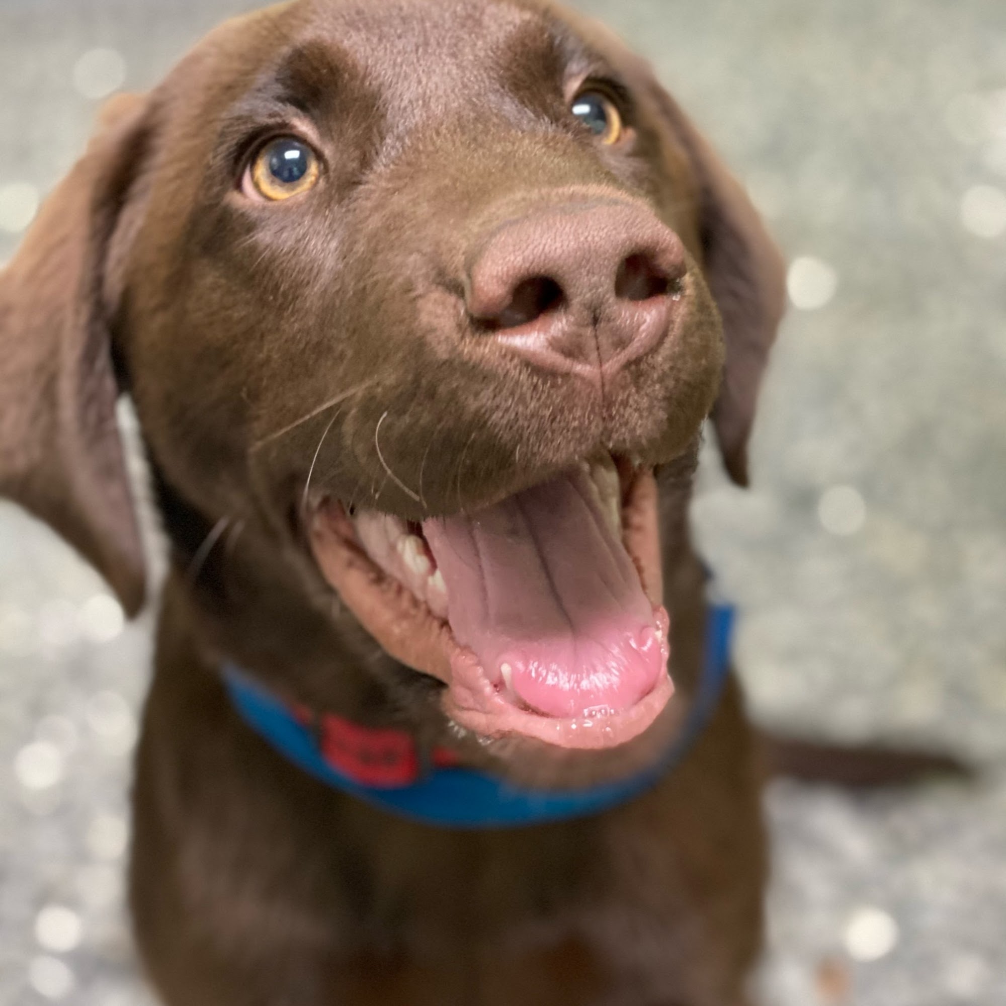 Peninsula Animal Hospital Pacific Grove