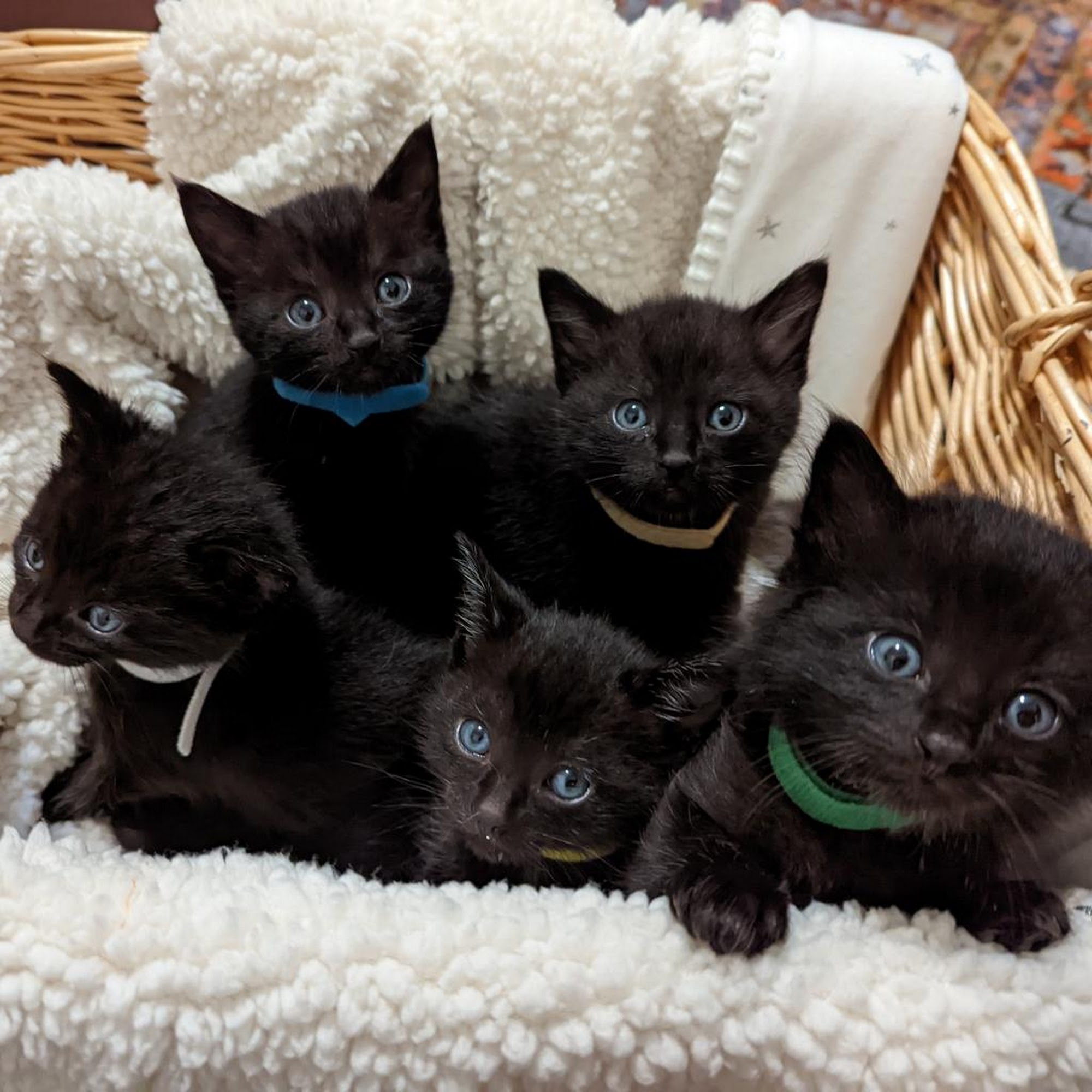 Animal Friends Rescue Project Pacific Grove