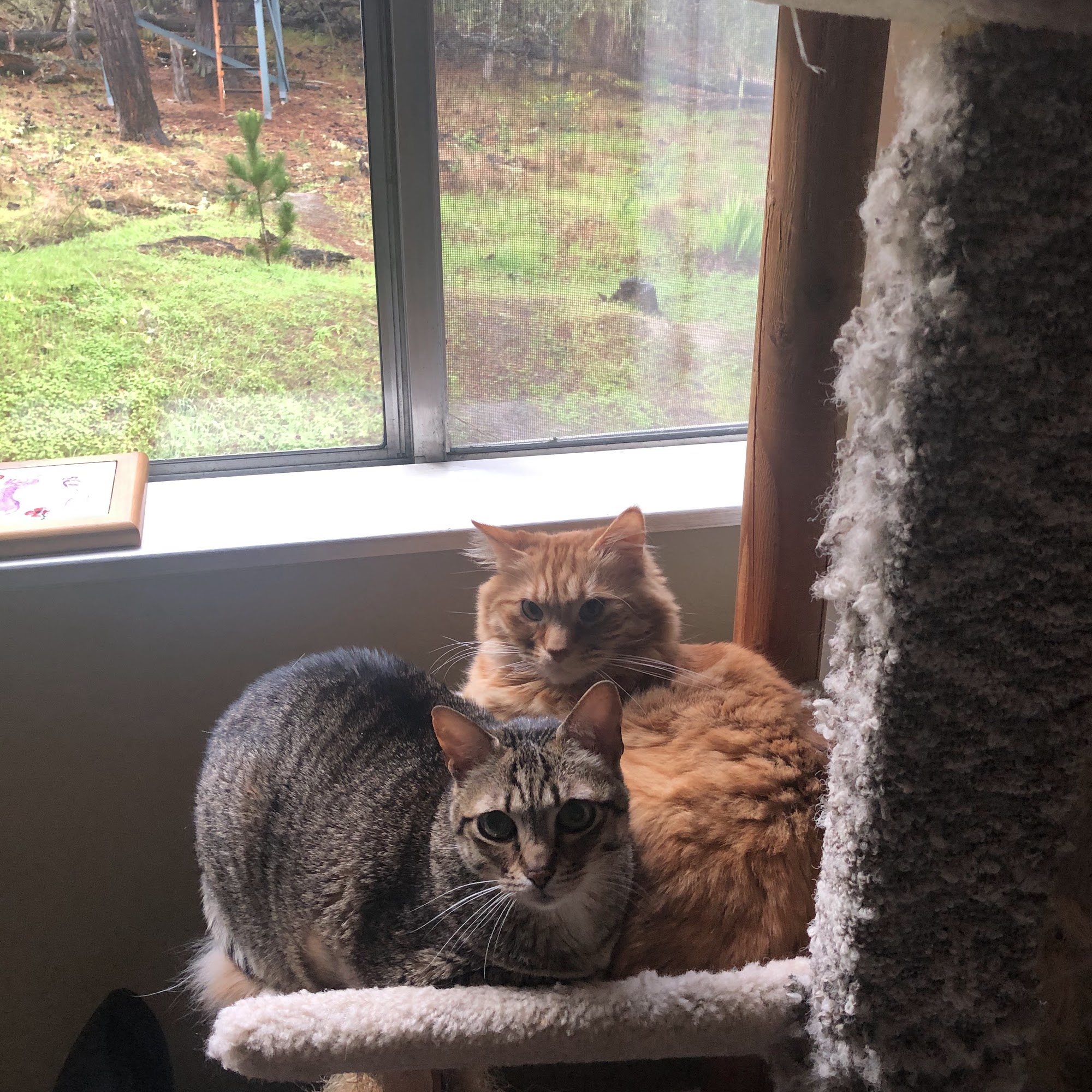 Pacific Grove Animal Hospital Pacific Grove