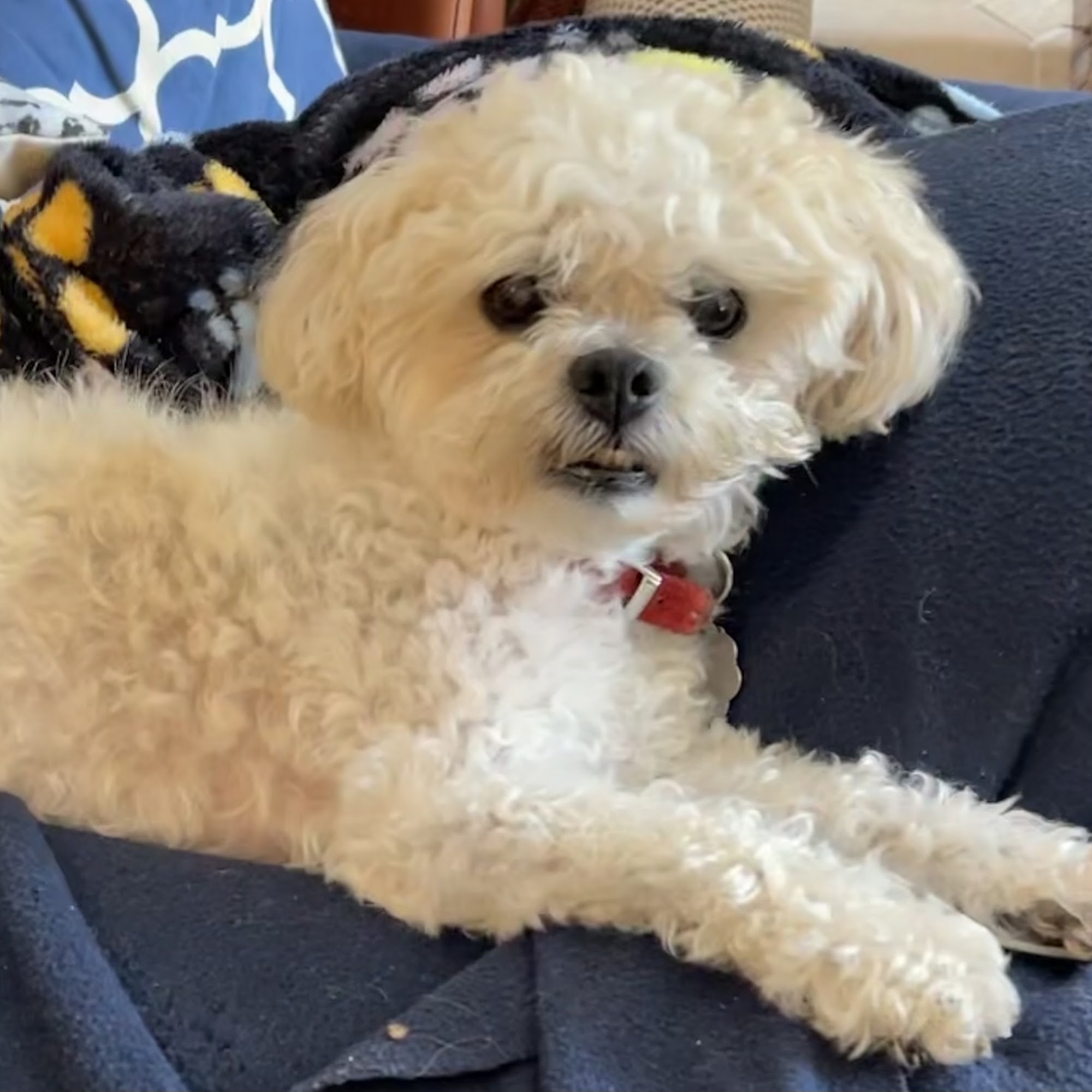 Linda Mar Veterinary Hospital Pacifica