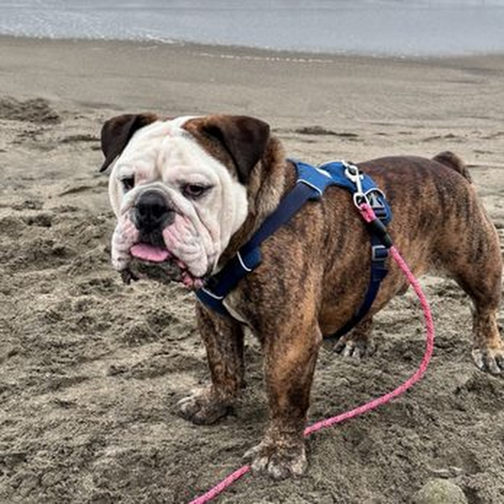 Shamrock Ranch Kennels Pacifica